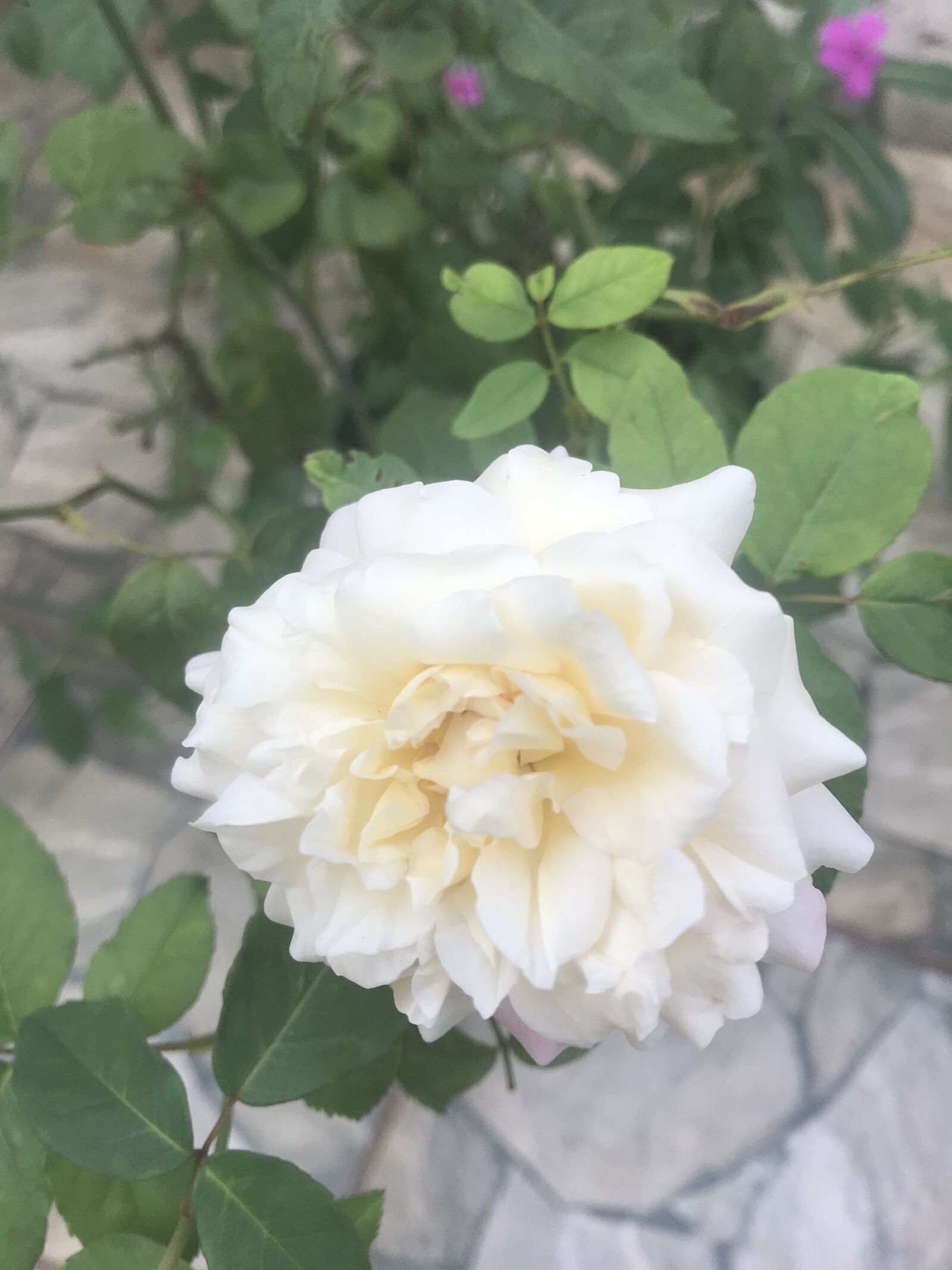 iPhone 7 back camera 3.99mm f/1.8 sample photo. Flor, flores, rosas photography