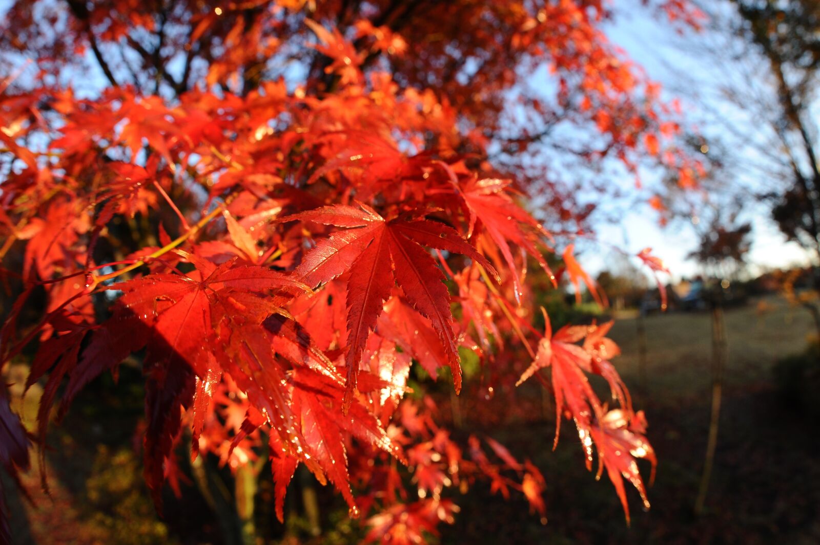 Nikon D700 sample photo. Autumnal leaves, maple, morning photography