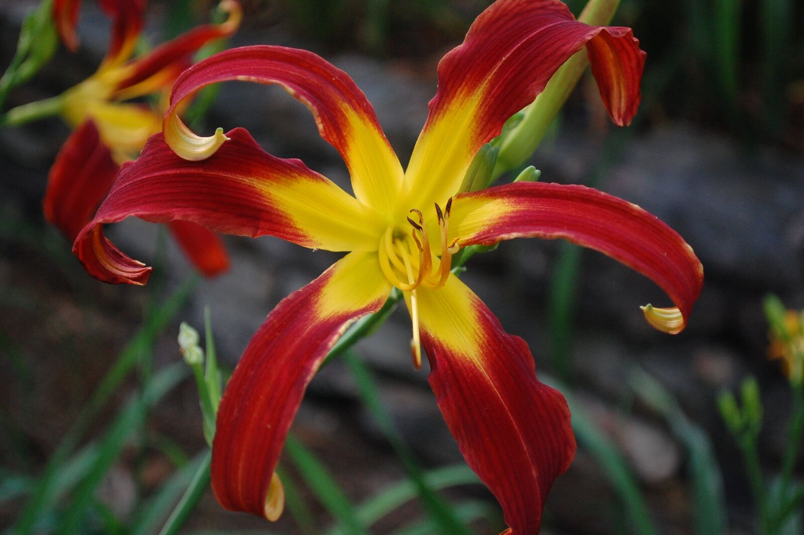 Nikon D40 sample photo. Lily, flower, tropical photography