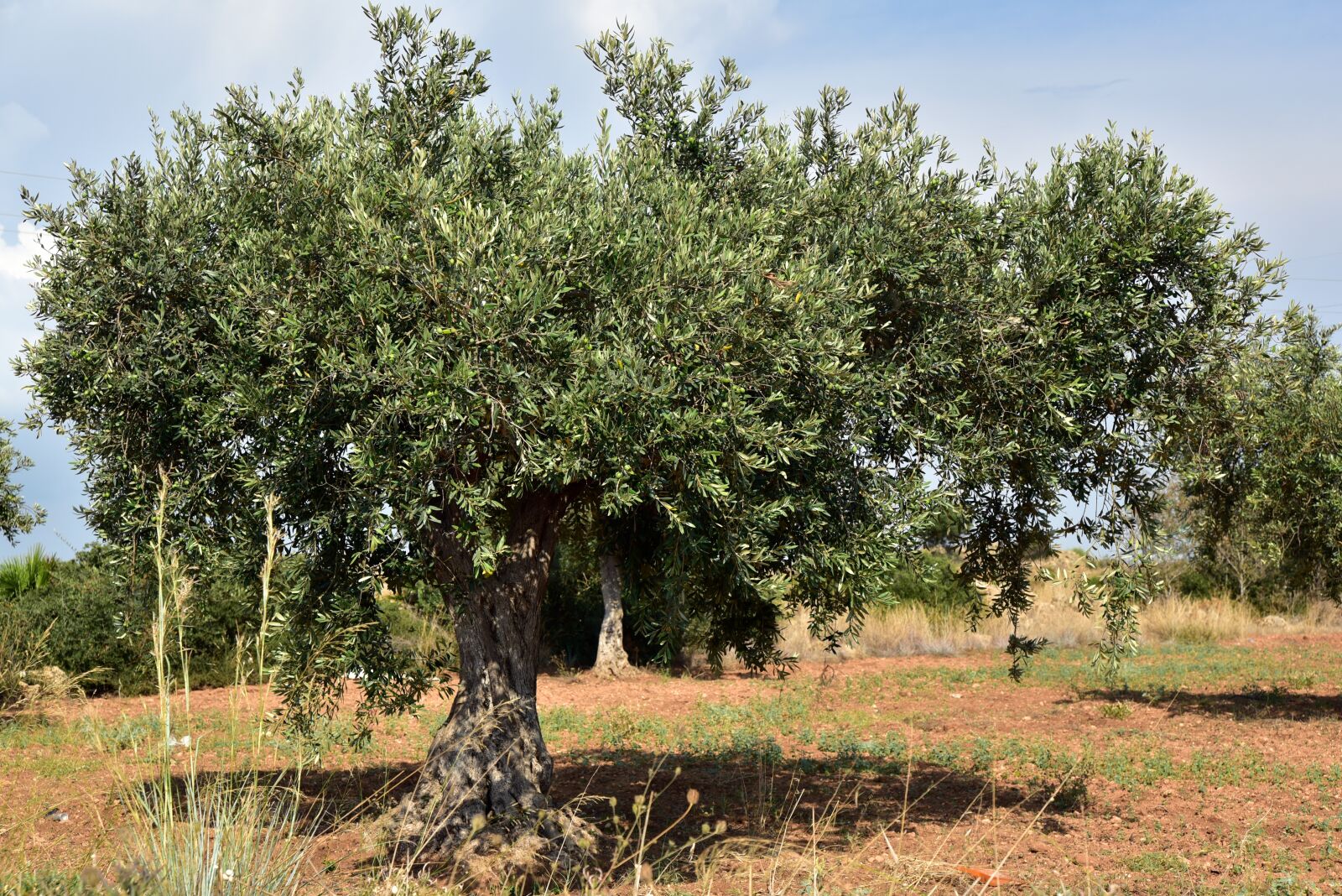 Nikon D750 sample photo. Olive tree, olive field photography