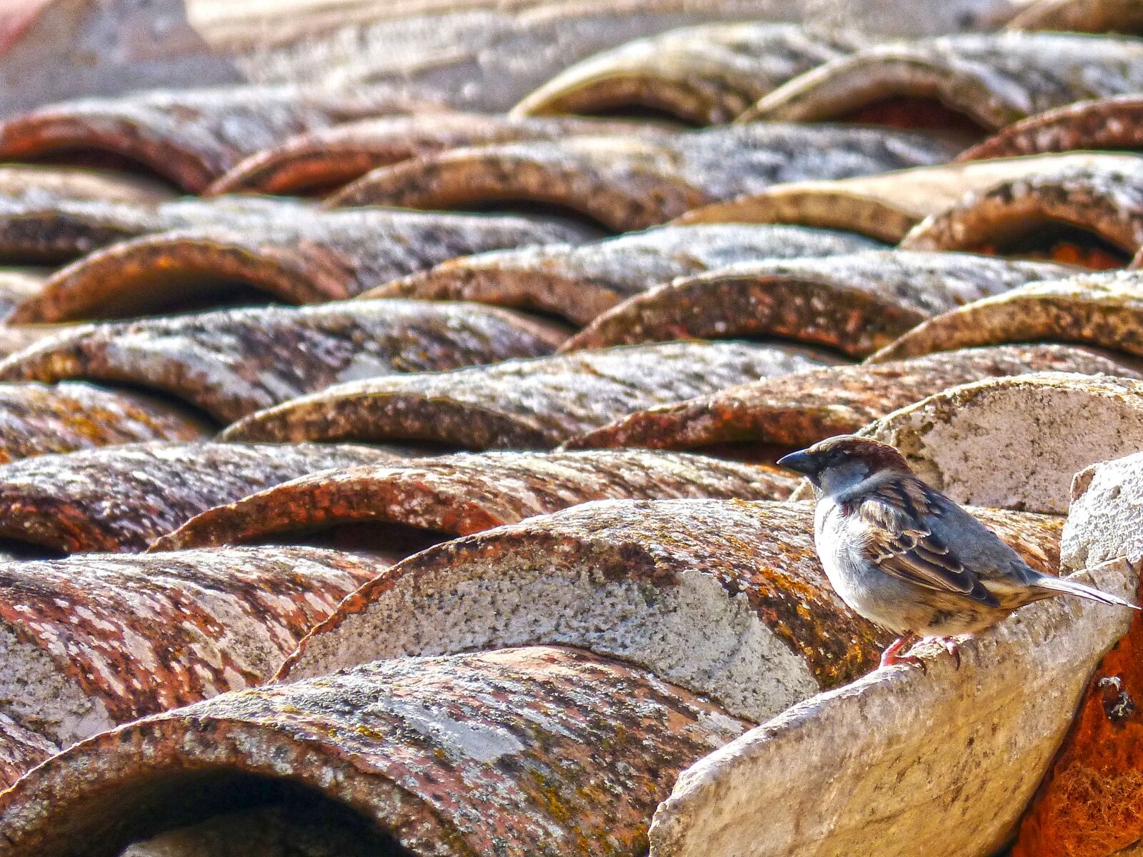 Panasonic DMC-FZ62 sample photo. Sparrow, roof, texas photography