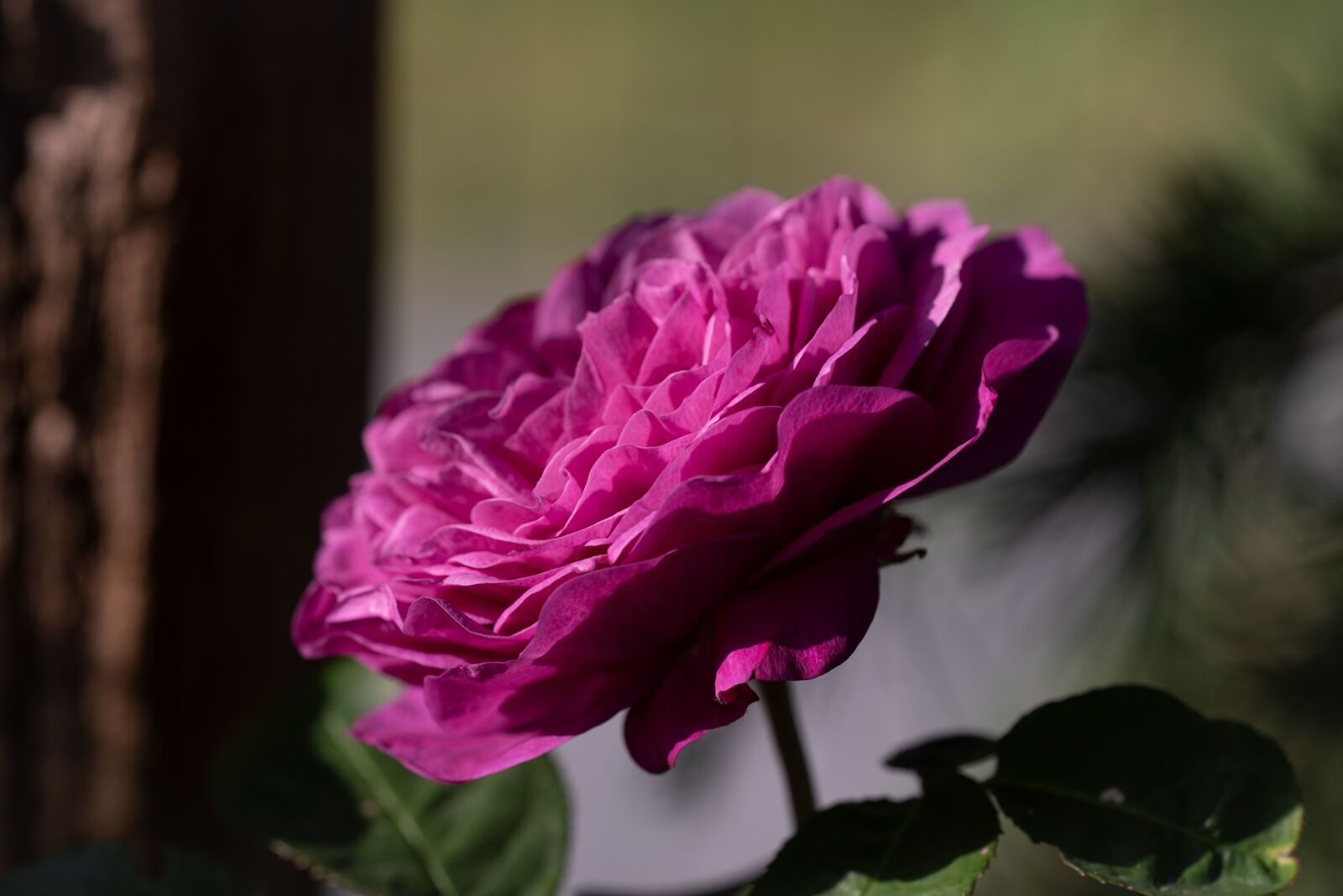 Nikon D750 sample photo. Flower, blossom, bloom photography