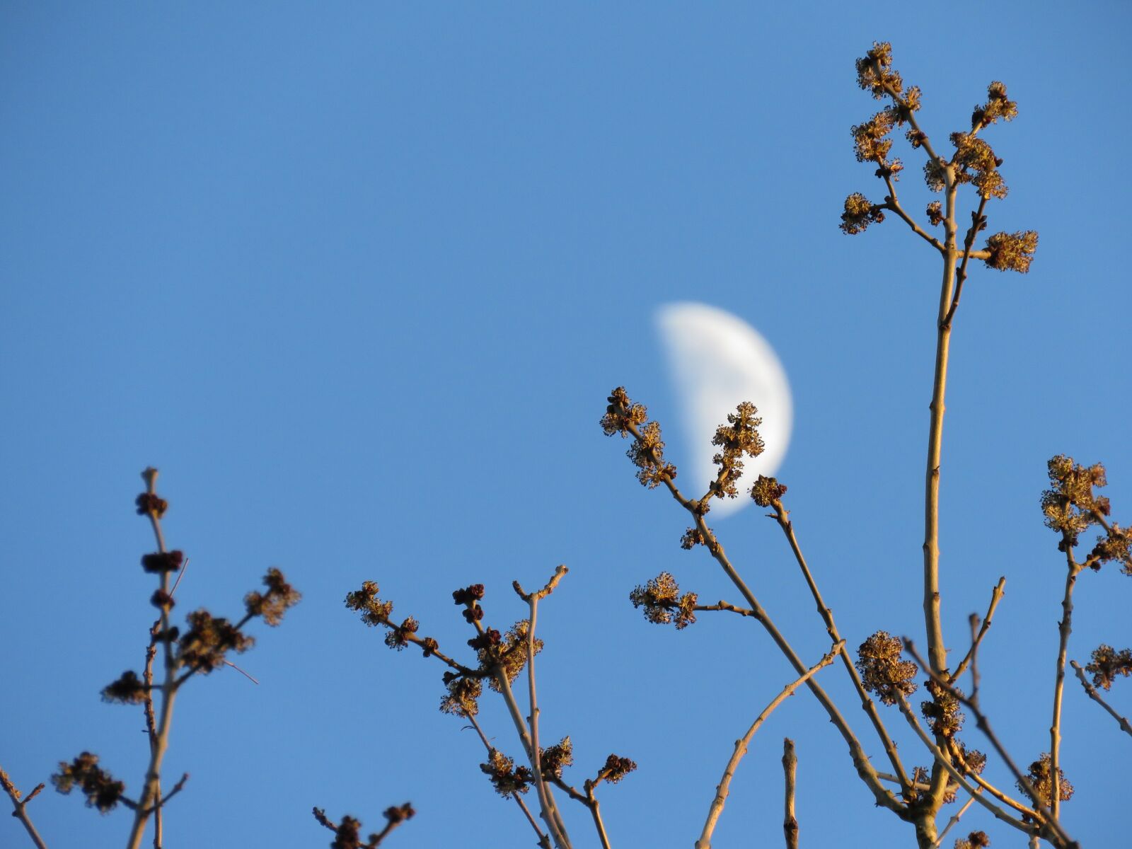 Canon PowerShot SX60 HS sample photo. Moon, branches, branch photography