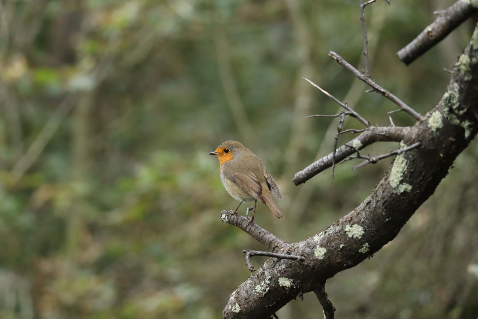 Canon EOS 250D (EOS Rebel SL3 / EOS Kiss X10 / EOS 200D II) sample photo. Robin, perched robin, perched photography