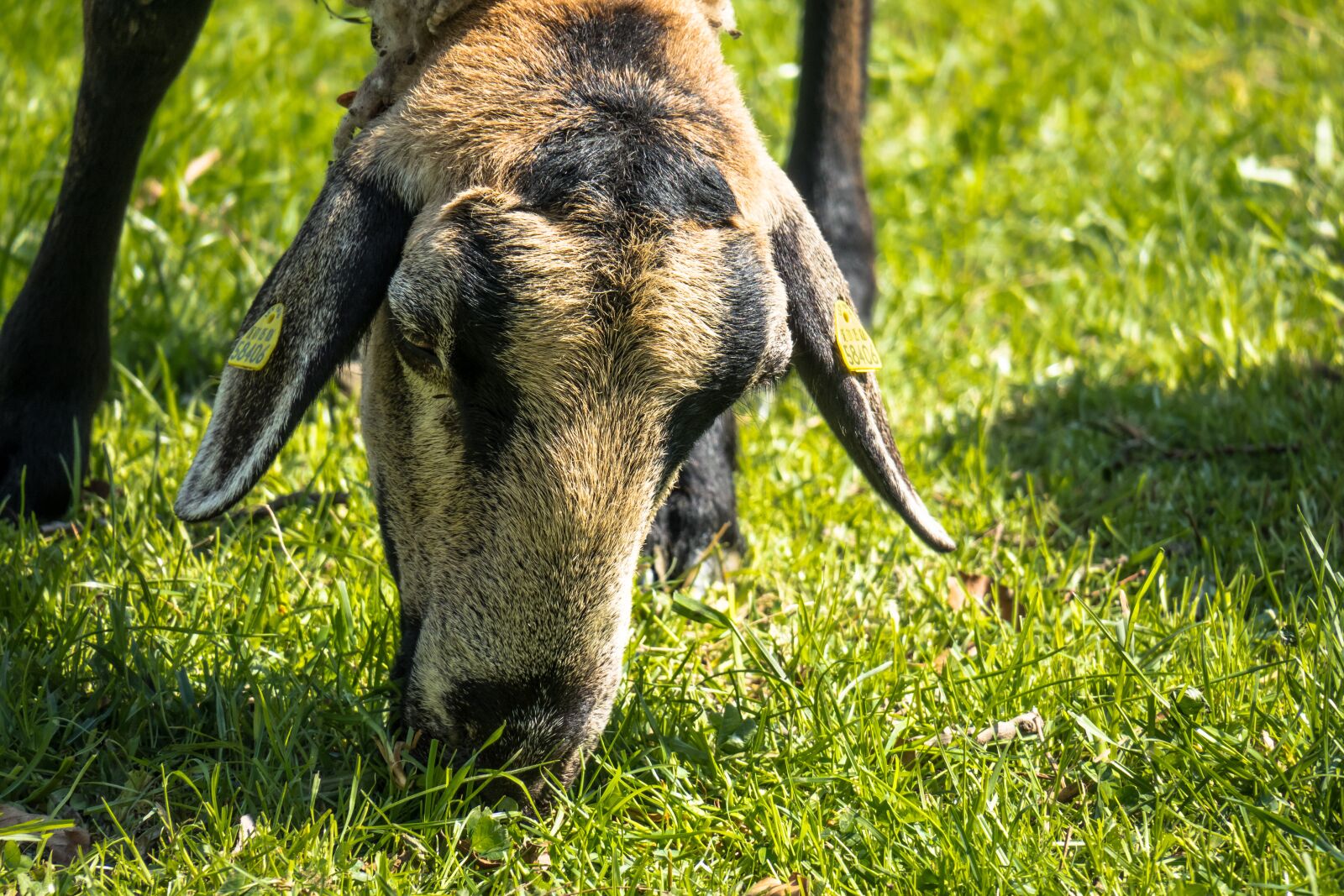 Canon PowerShot G3 X sample photo. Sheep, graze, eat photography