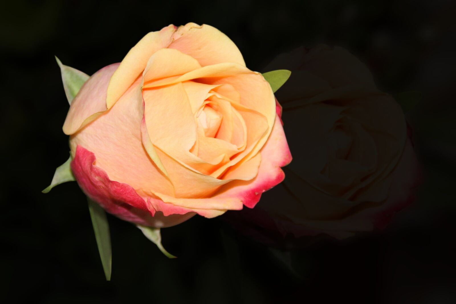 Canon EOS 600D (Rebel EOS T3i / EOS Kiss X5) sample photo. Flower, rose, petal photography