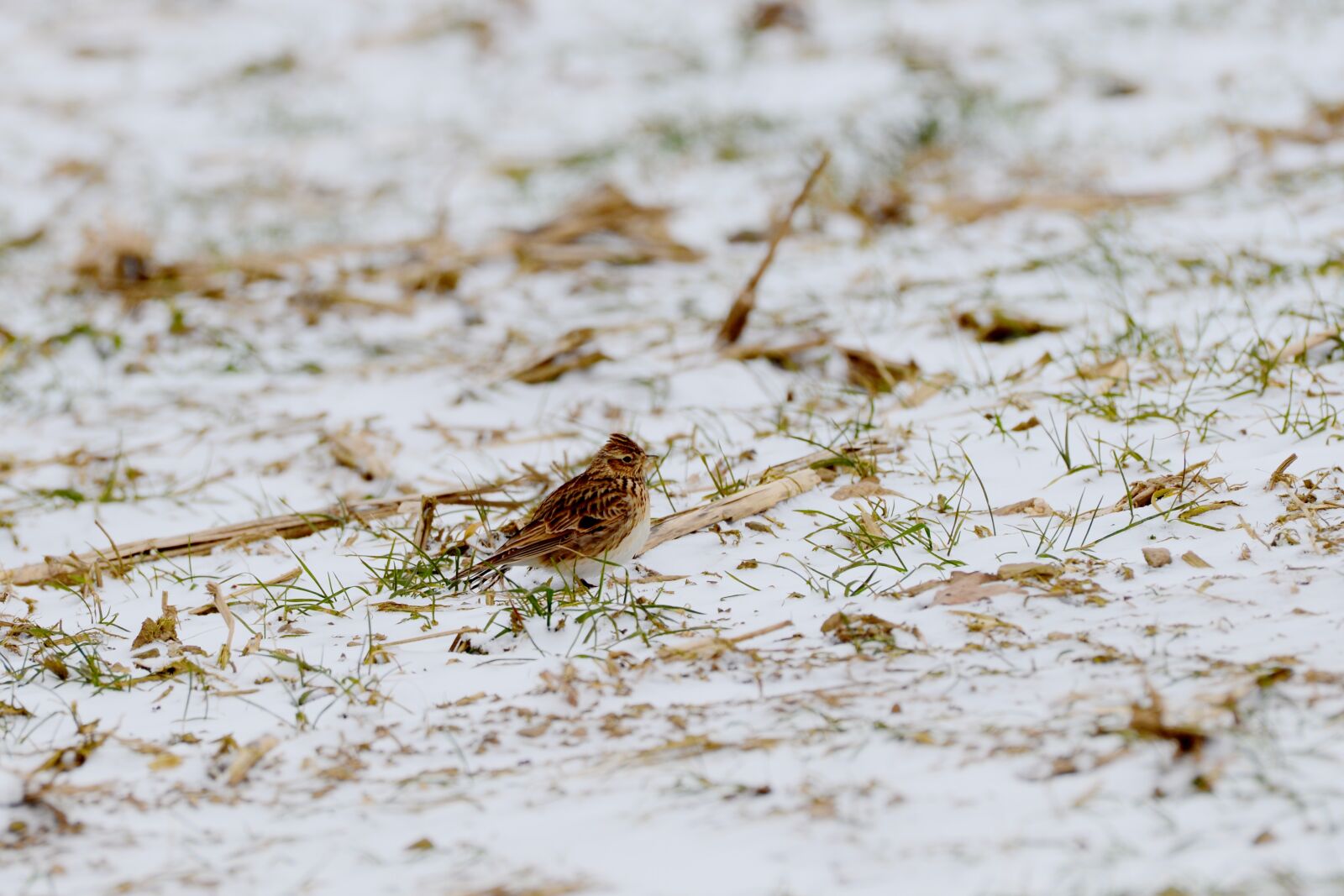 Nikon D600 sample photo. Lark, bird, nature photography