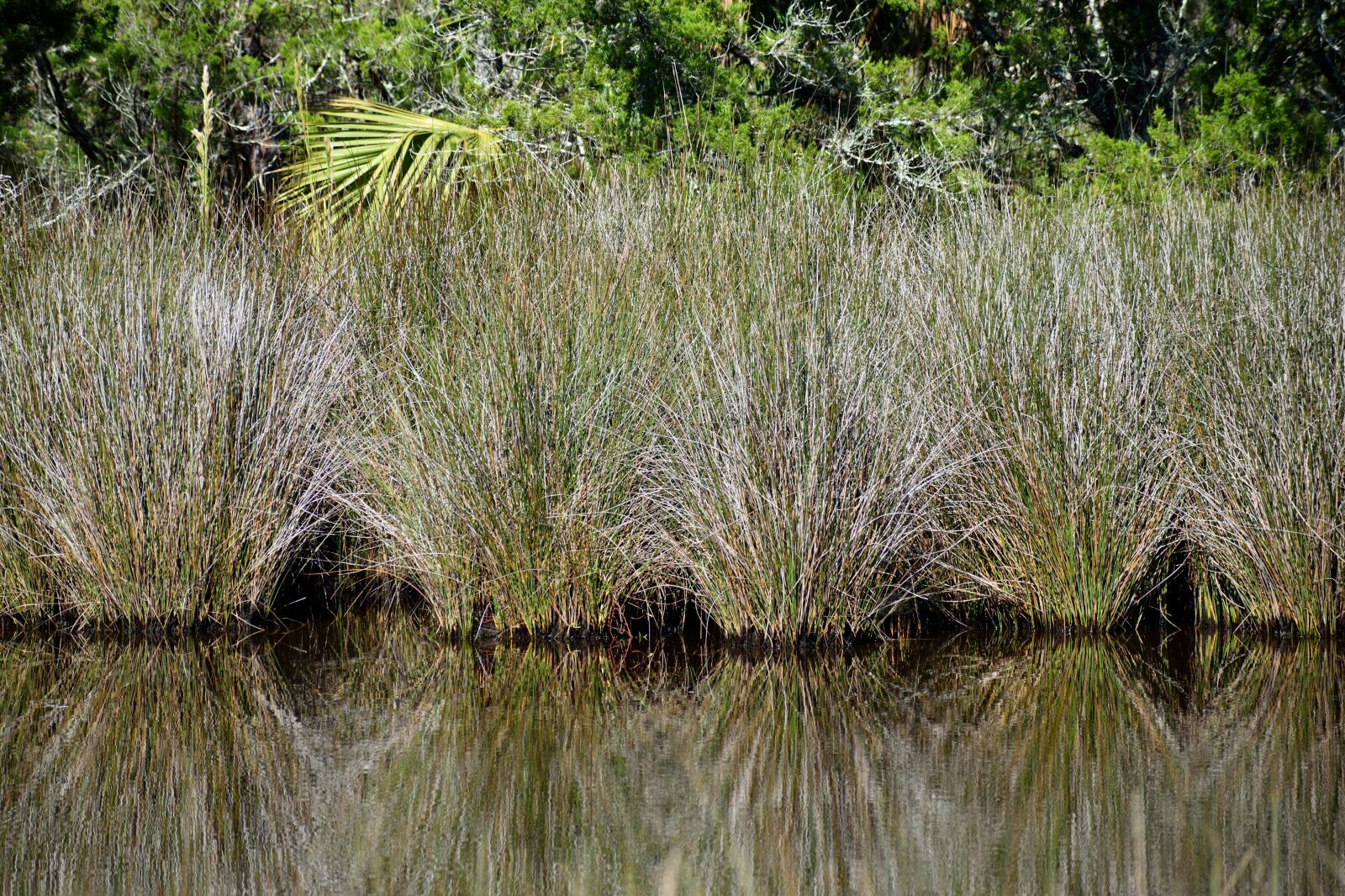 Nikon D3300 sample photo. Marshland, swamp, environment photography