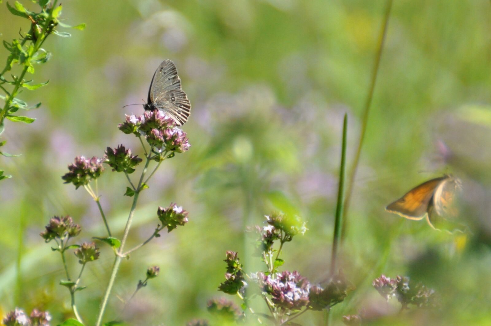 Nikon D5000 sample photo. Meadow, butterfly, nature photography