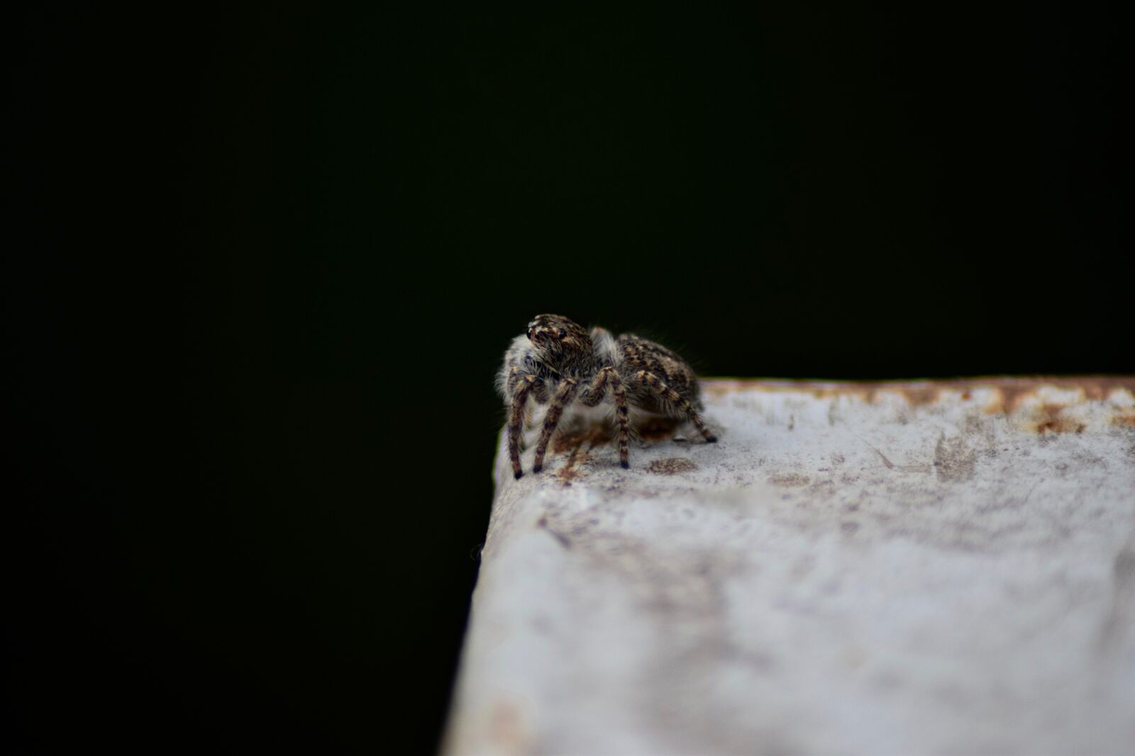 Nikon D3300 sample photo. Nature, spider, macro photography