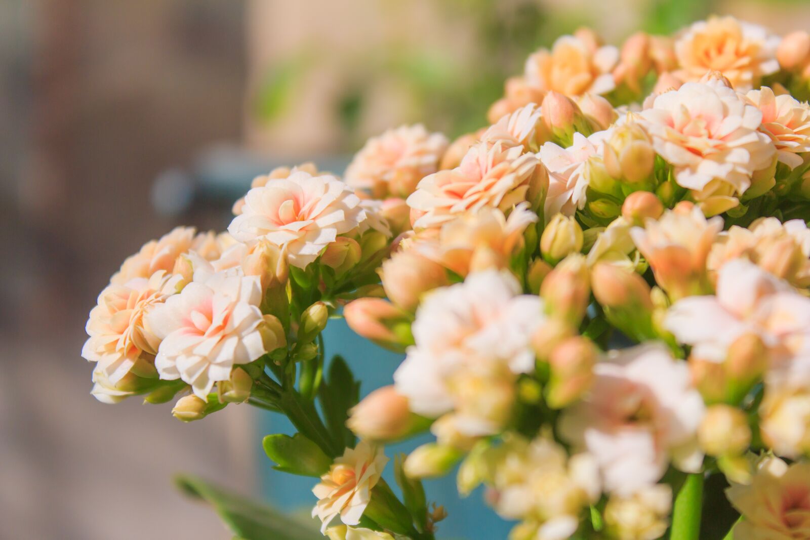 Canon EOS 600D (Rebel EOS T3i / EOS Kiss X5) sample photo. Flower, nature, bouquet photography
