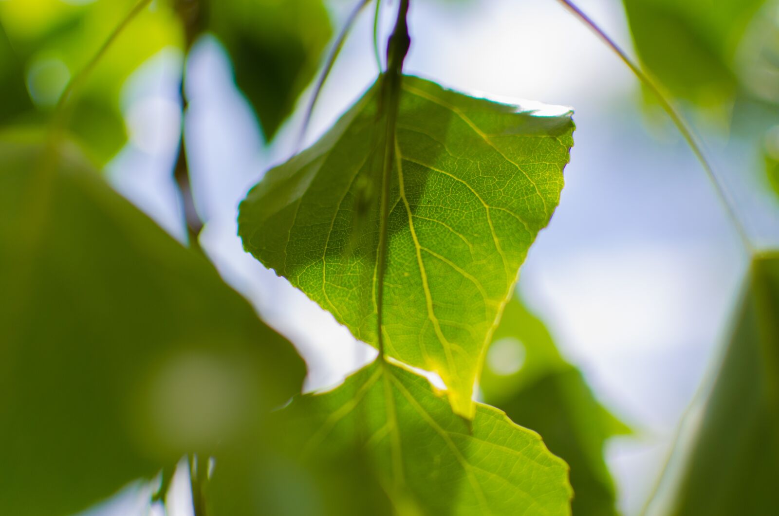 Nikon D5100 sample photo. Close-up, green, leaves photography