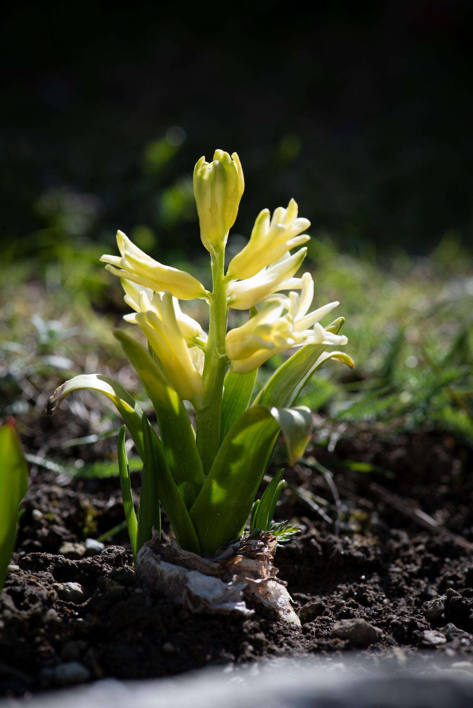 Nikon D750 sample photo. Hyacinth, garden, spring photography
