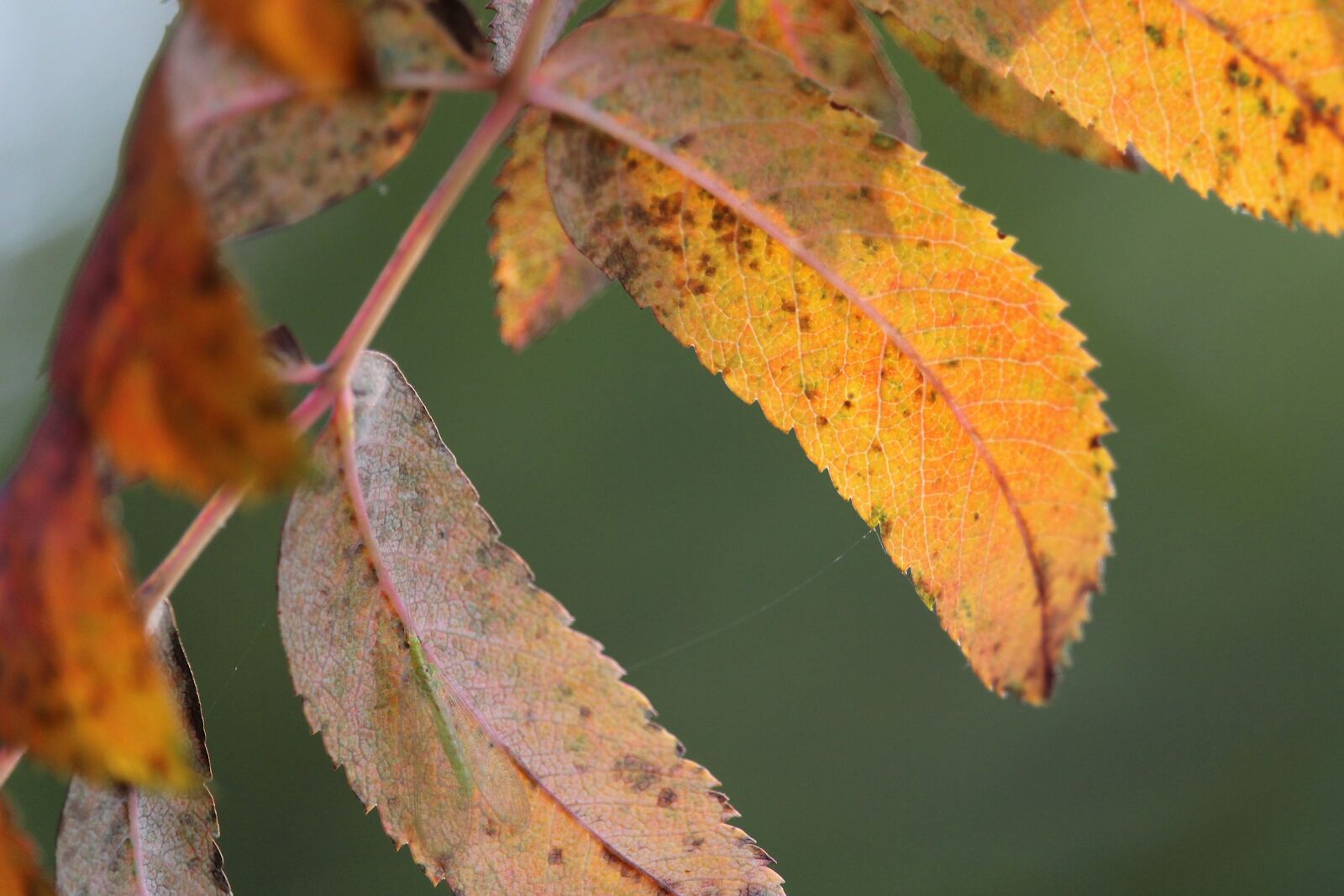 Canon EF-S 55-250mm F4-5.6 IS STM sample photo. Rowan, leaves, autumn photography