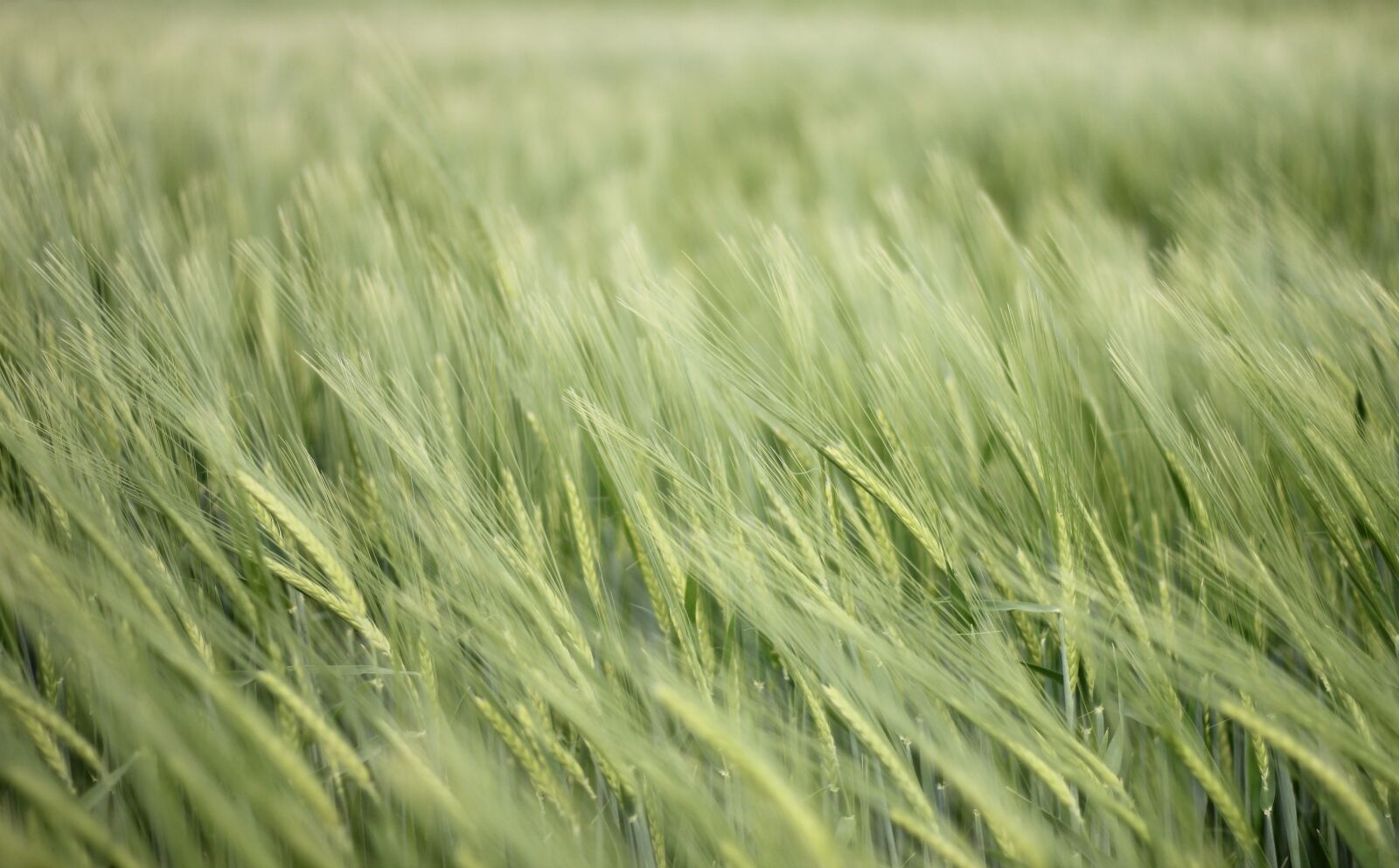 Canon EOS 550D (EOS Rebel T2i / EOS Kiss X4) sample photo. Field, cereals, agriculture photography
