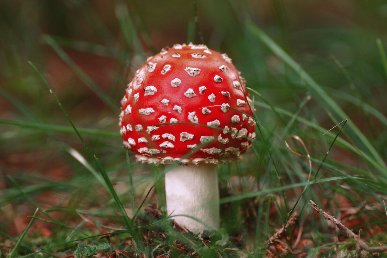 Sony SLT-A77 sample photo. Fly agaric, grass, macro photography