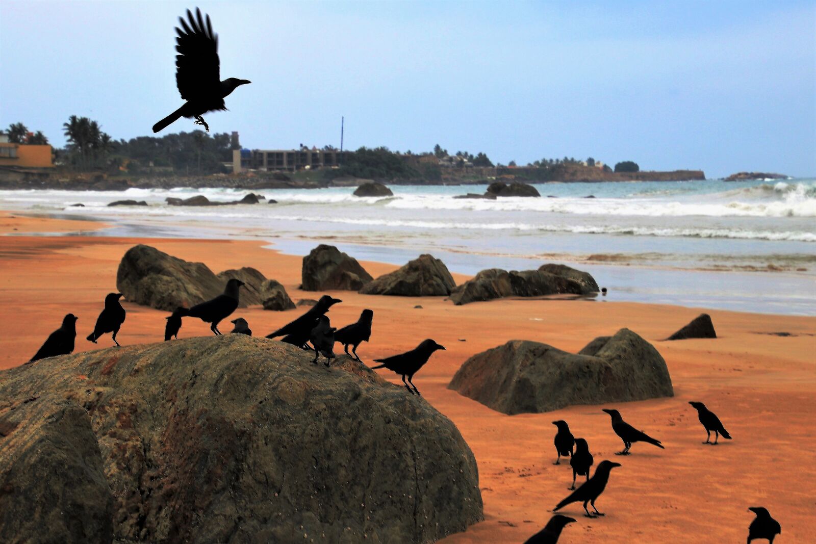 Canon EOS 80D sample photo. Raven, wind, birds photography