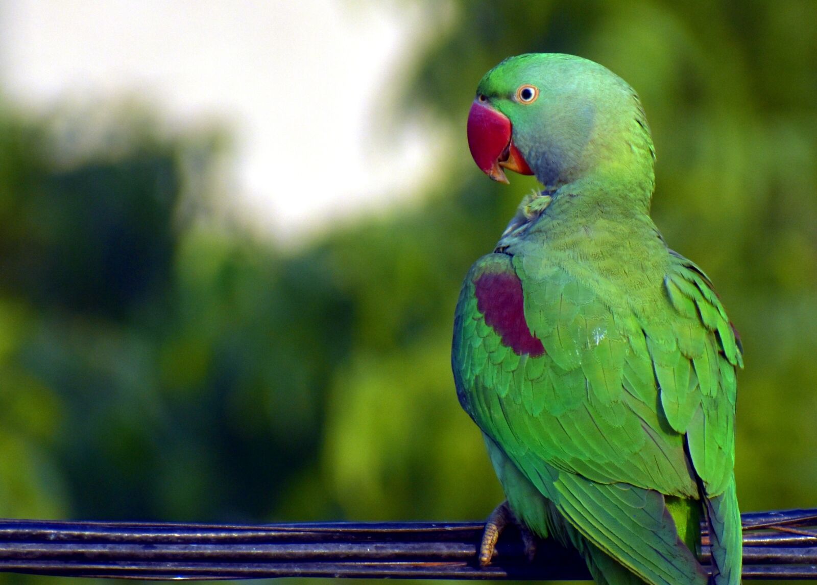 Nikon D5600 sample photo. Parrot, bird, green photography