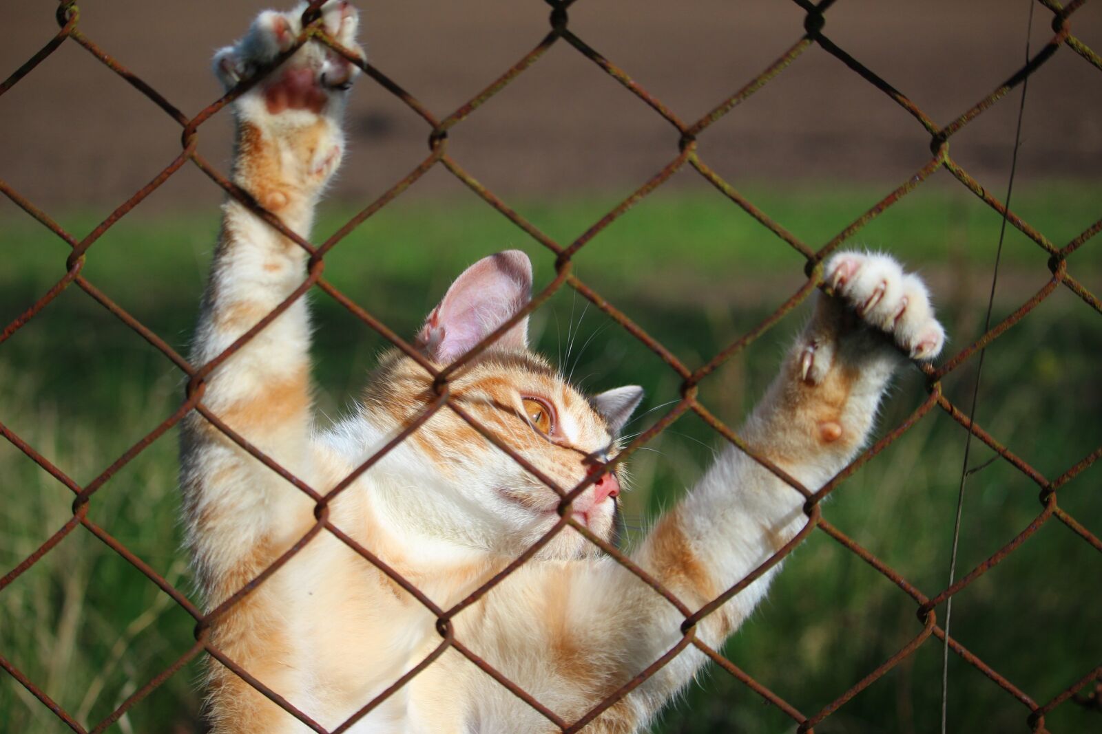 Canon EOS 100D (EOS Rebel SL1 / EOS Kiss X7) sample photo. Cat, mieze, kitten photography