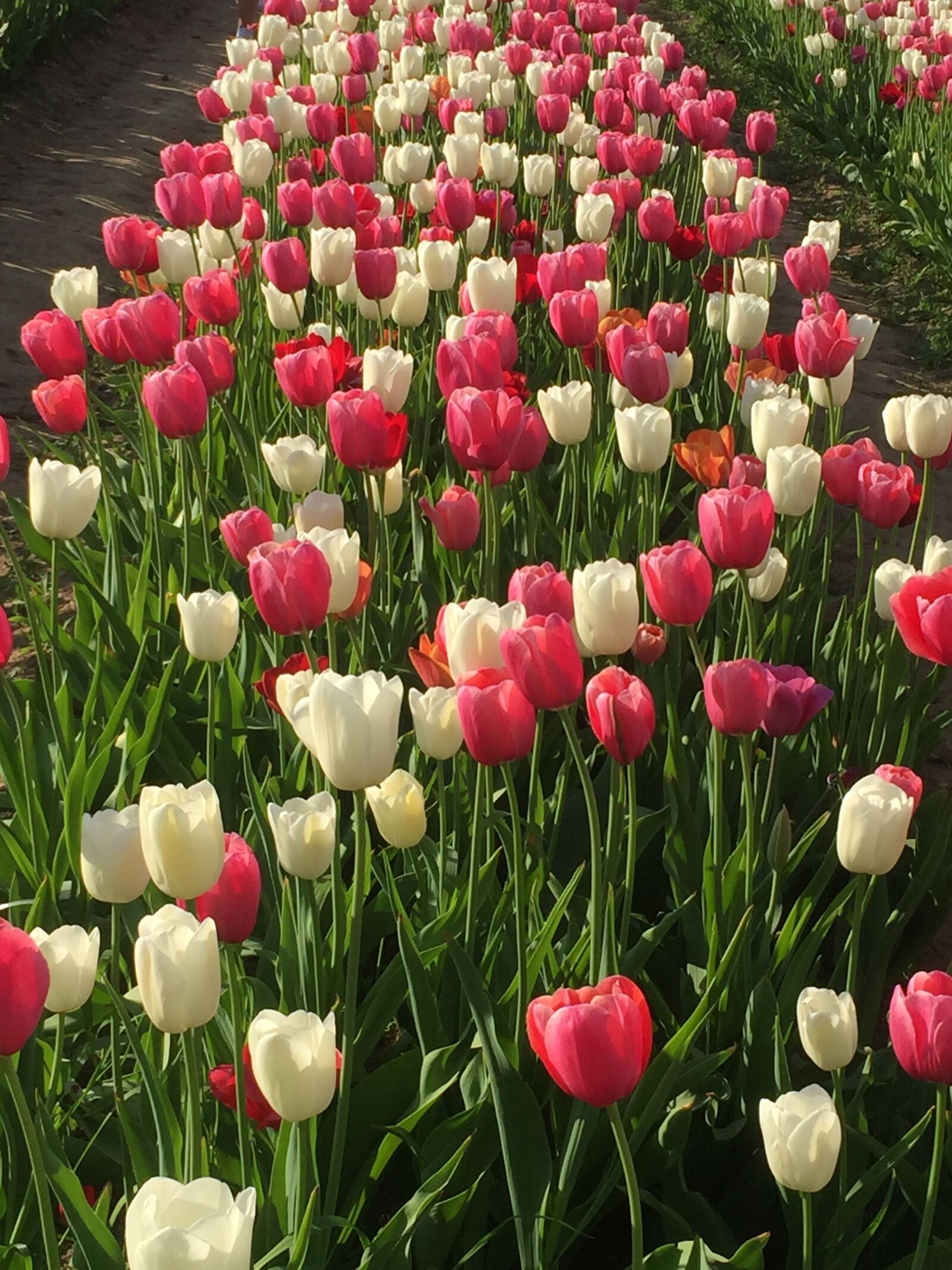 Apple iPhone 6 sample photo. Tulips, bareggio, italy photography