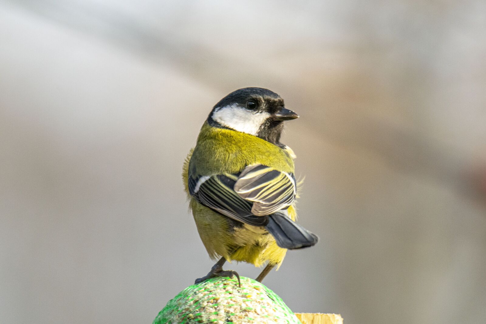 Nikon D5300 sample photo. Hungary, tit, protected bird photography