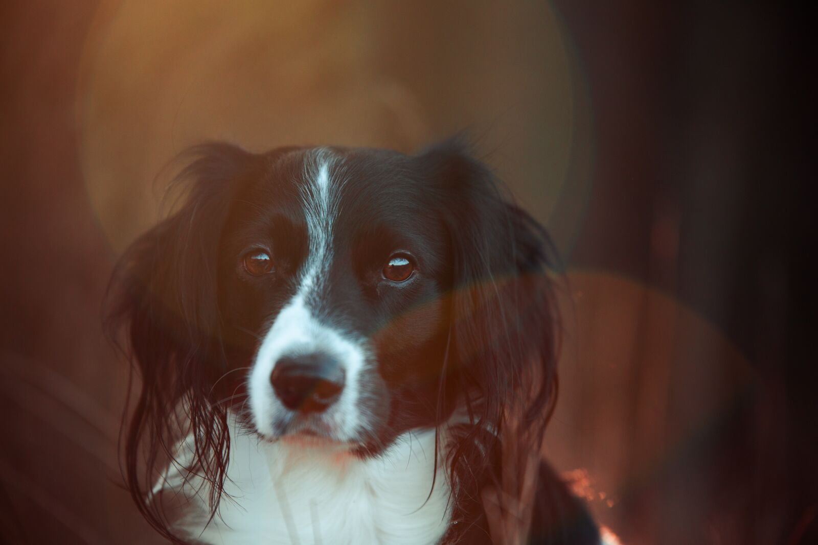 Canon EOS 6D sample photo. Dog, nature, walk photography