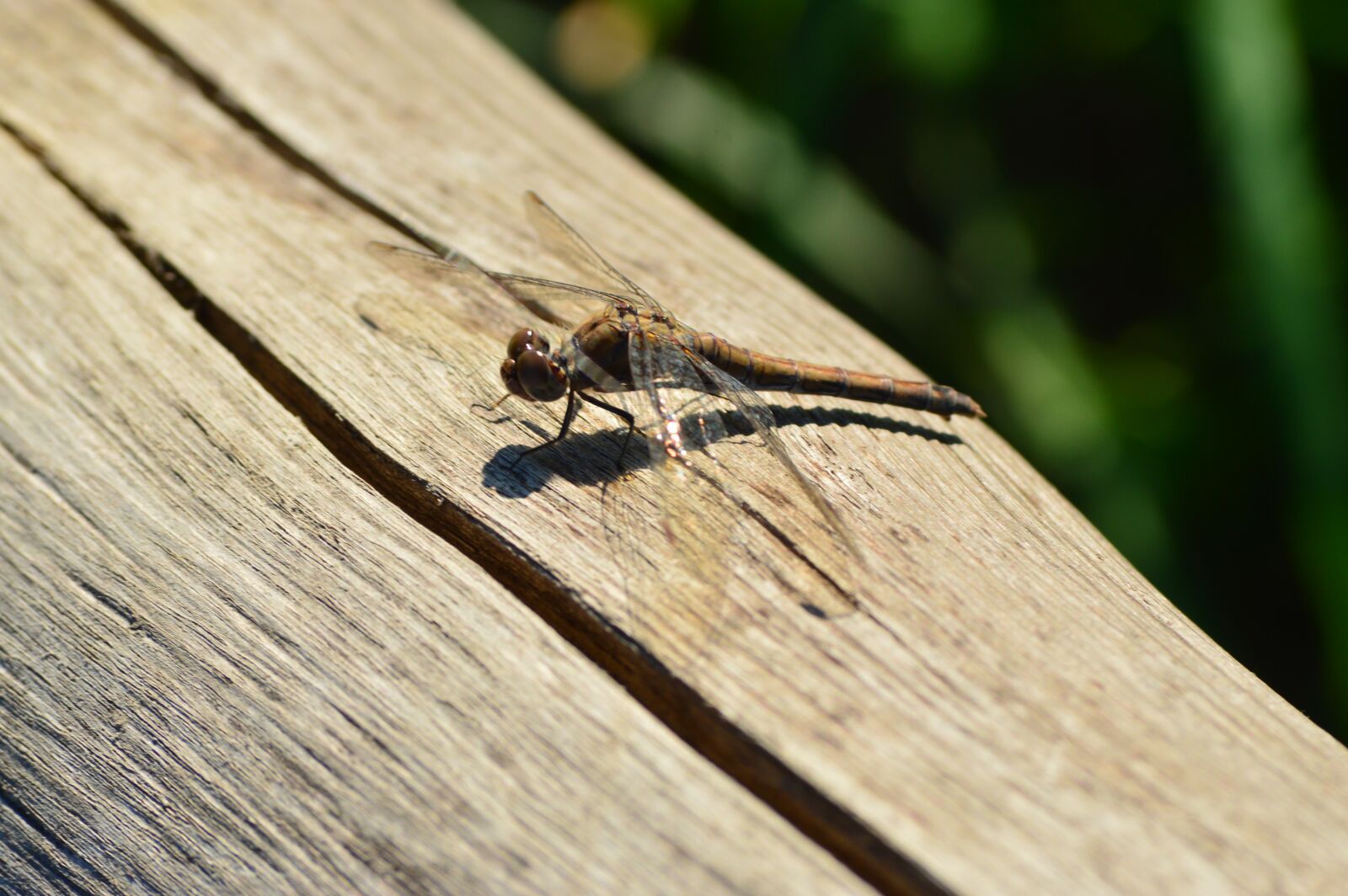 Nikon D3200 sample photo. Animals, dragonfly, insects photography