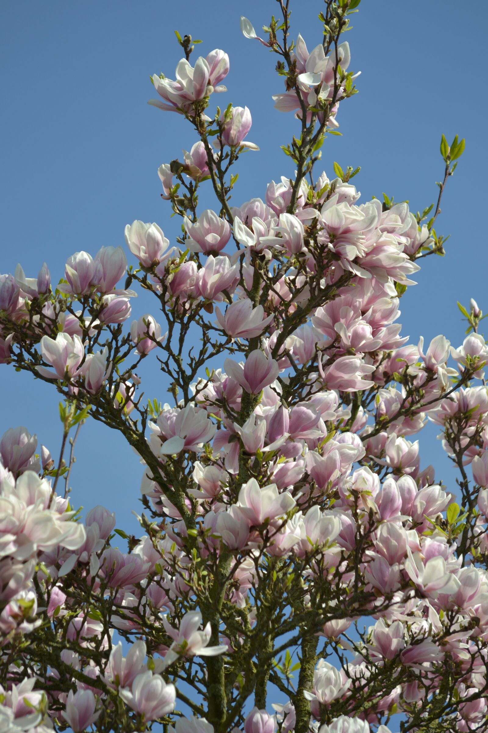 Nikon D3100 sample photo. Flower, tree, plant photography