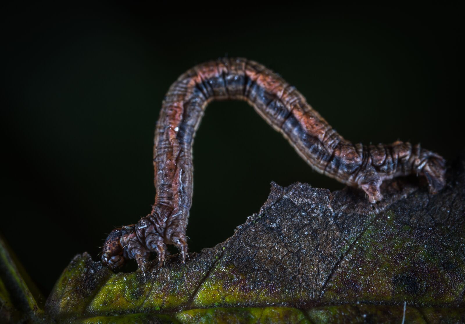 Sony a7R II sample photo. Living nature, larva, bespozvonochnoe photography