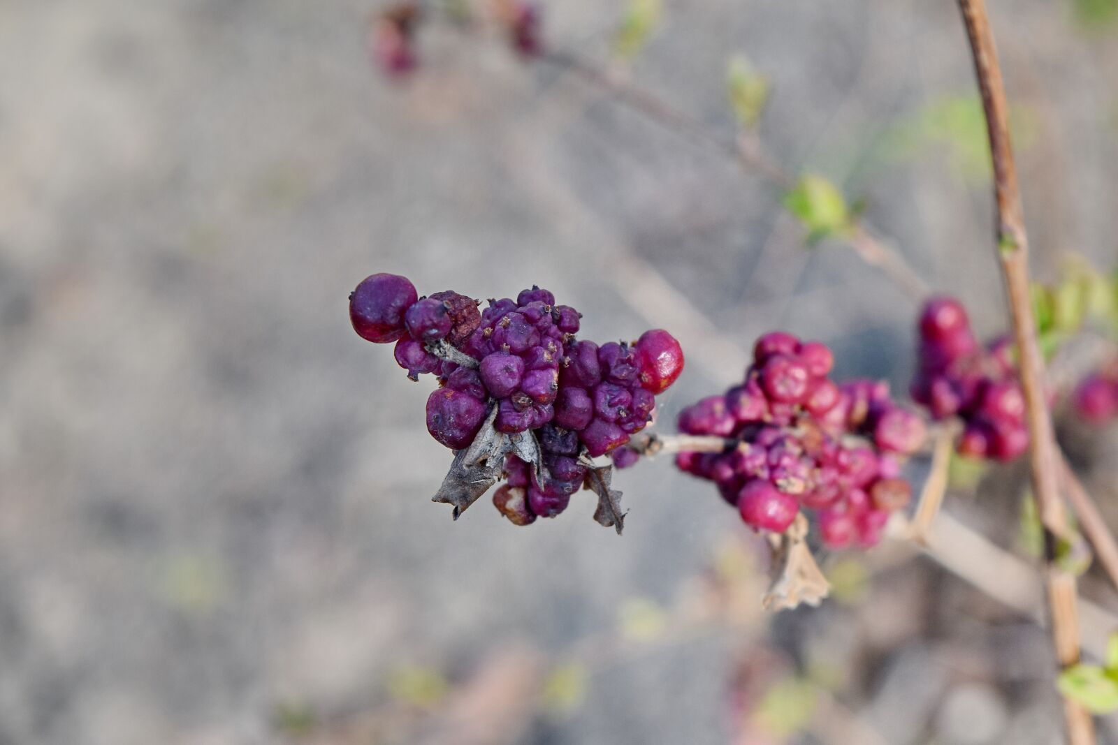 Nikon D5500 sample photo. Berries, bush, shrub, nature photography