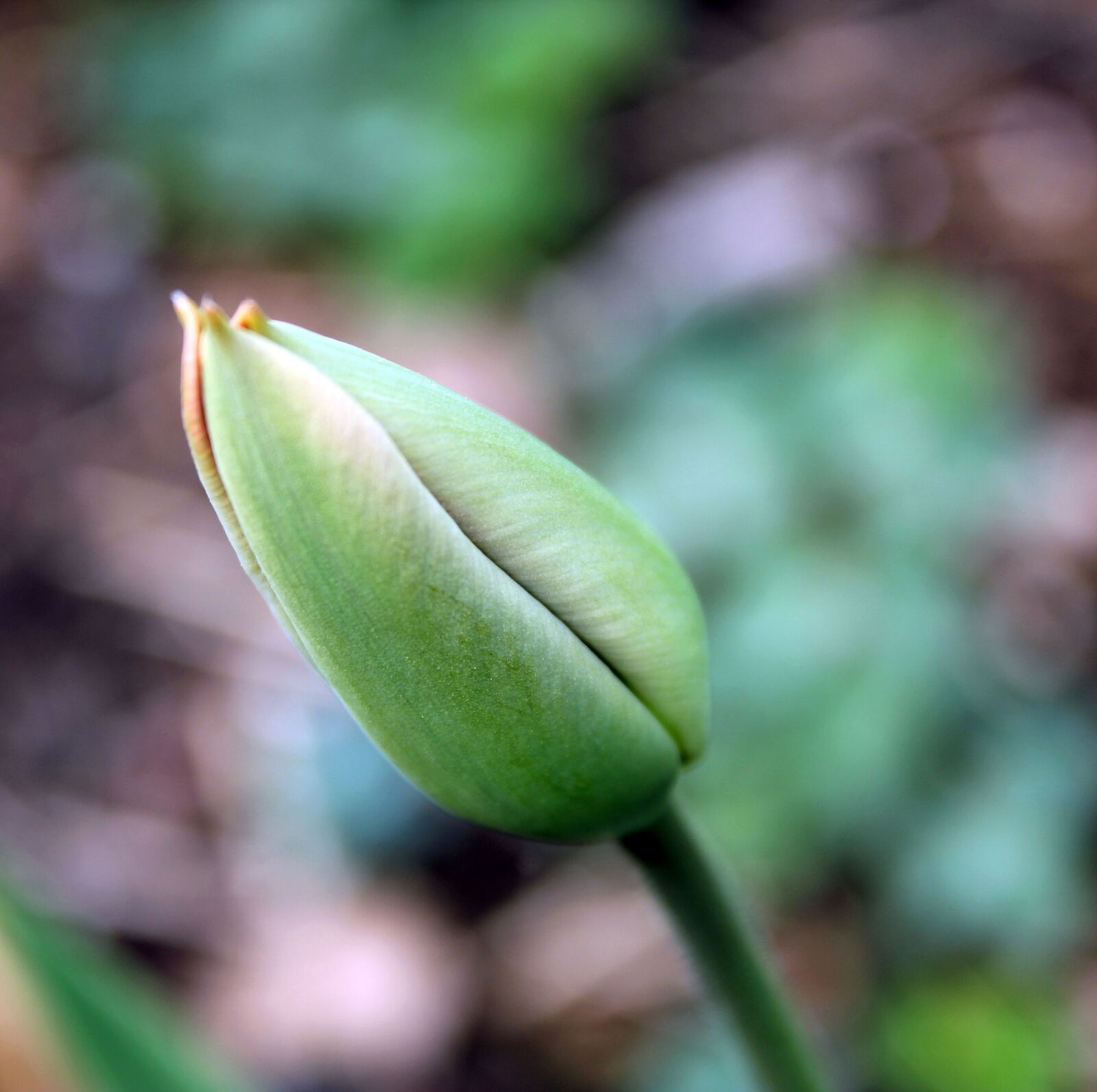 Canon EOS 550D (EOS Rebel T2i / EOS Kiss X4) sample photo. Tulip, spring, nature photography