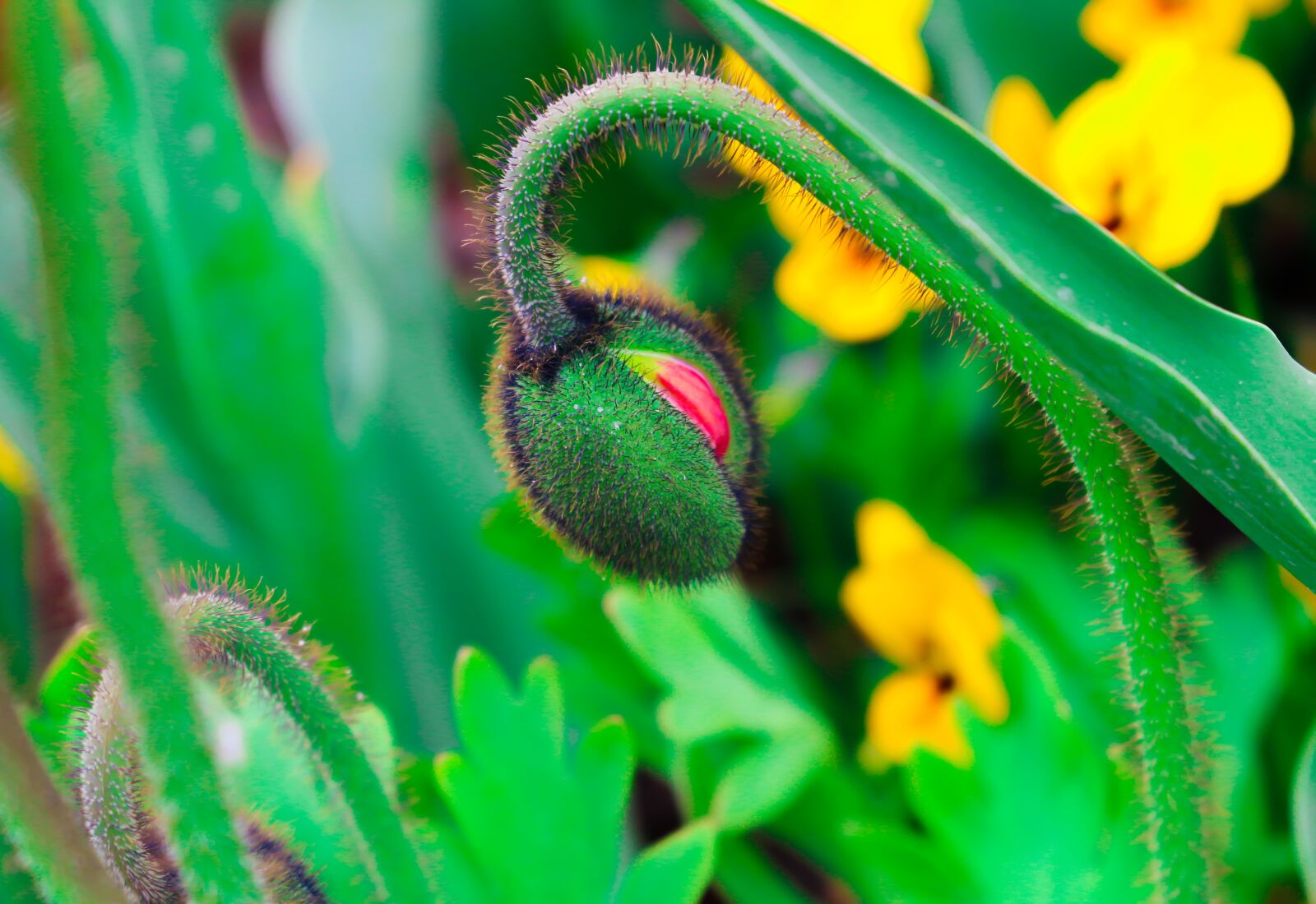 Canon EOS 70D sample photo. Flowers, nature, spring photography