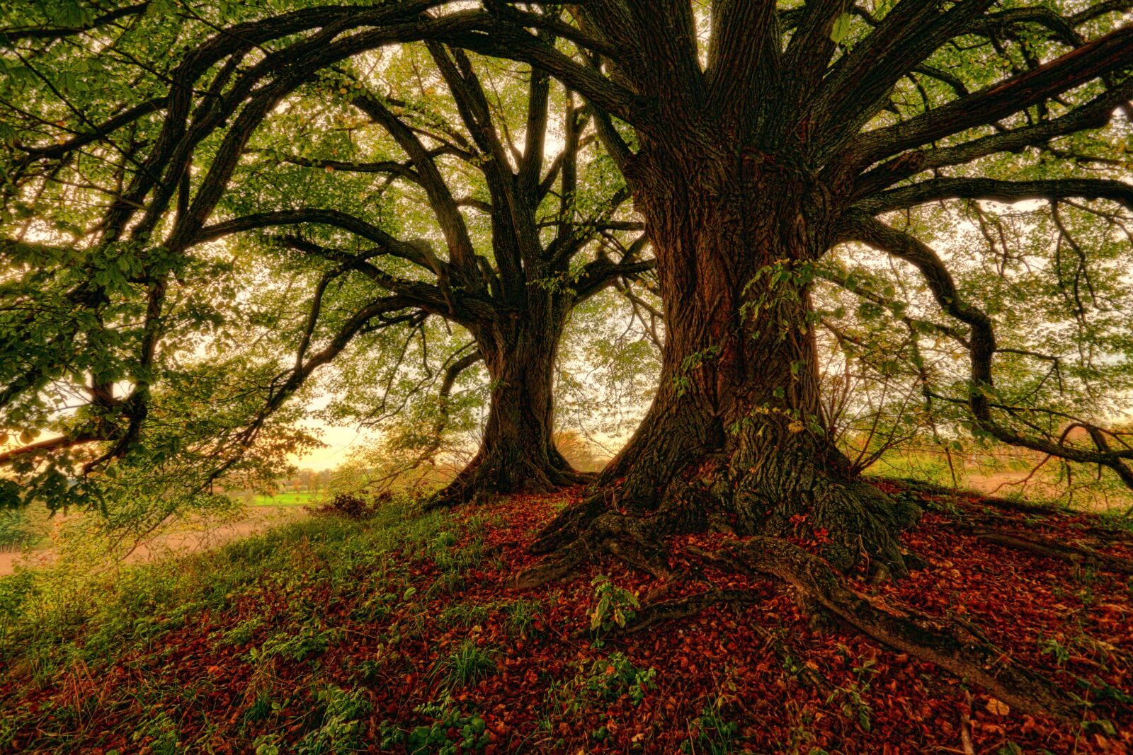 Canon EOS 5D sample photo. Tree, nature, wood photography
