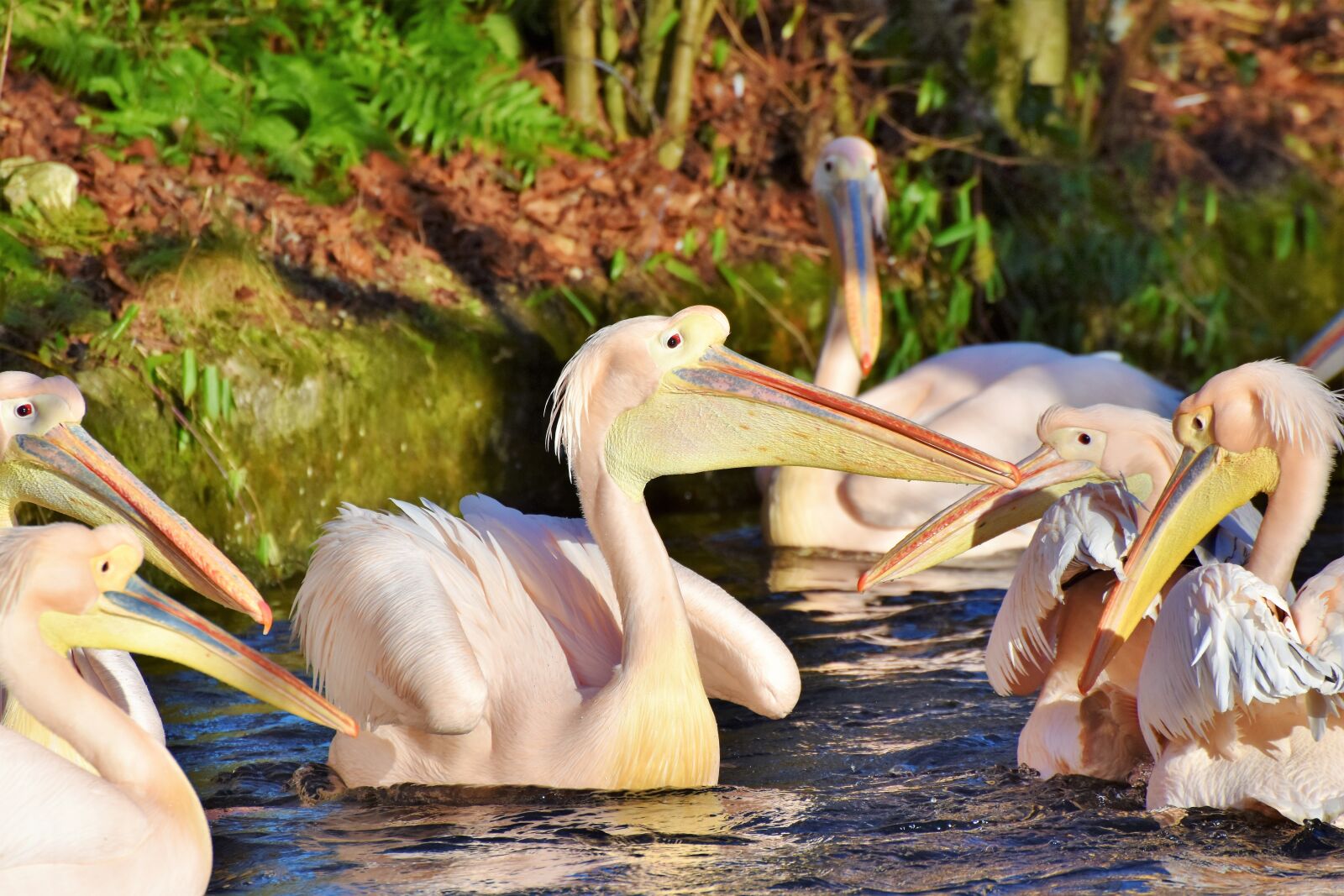 Nikon D7200 sample photo. Pelikan, water bird, pink photography