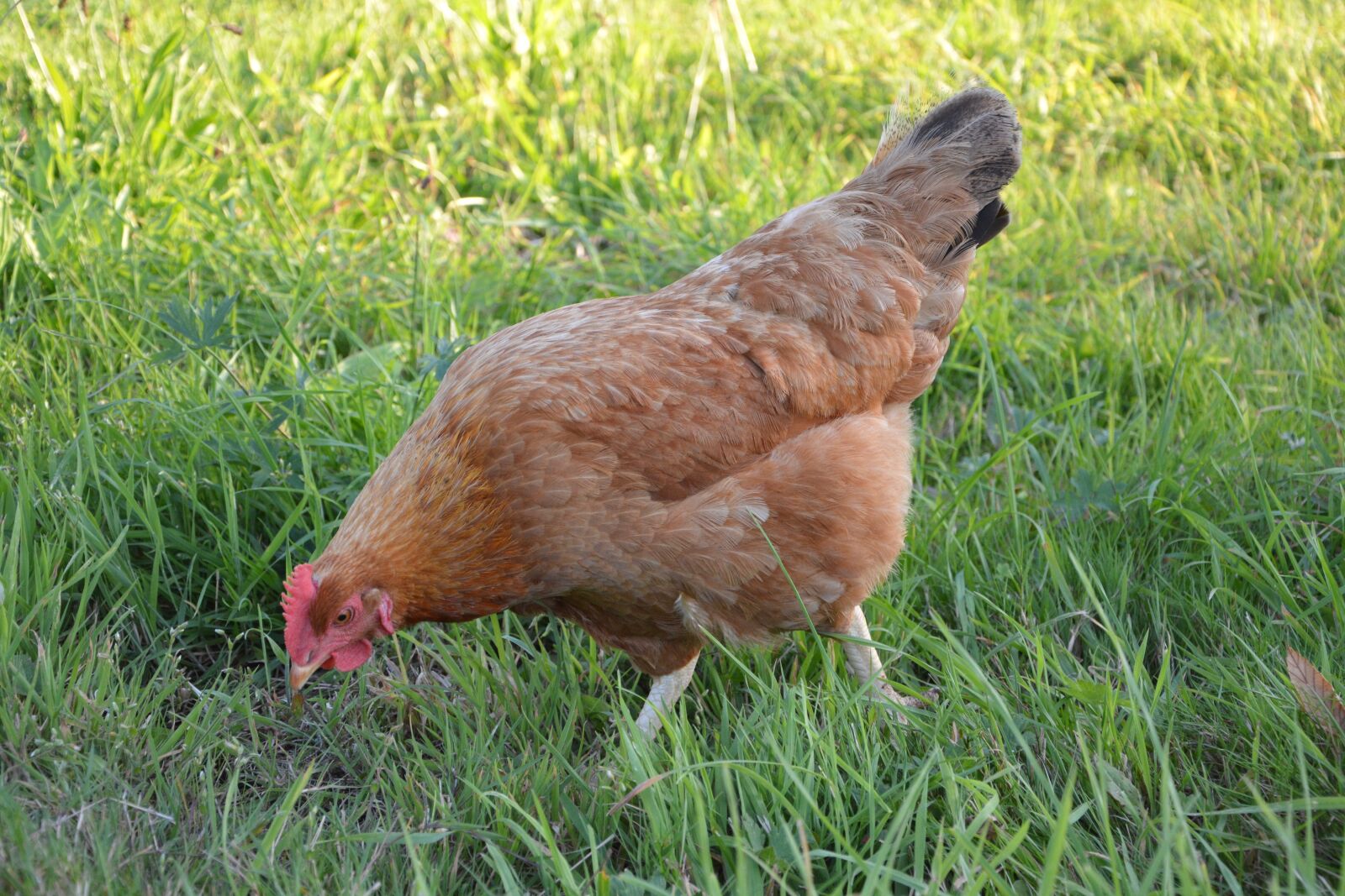 Nikon D5200 sample photo. Hen, peck, laying hen photography