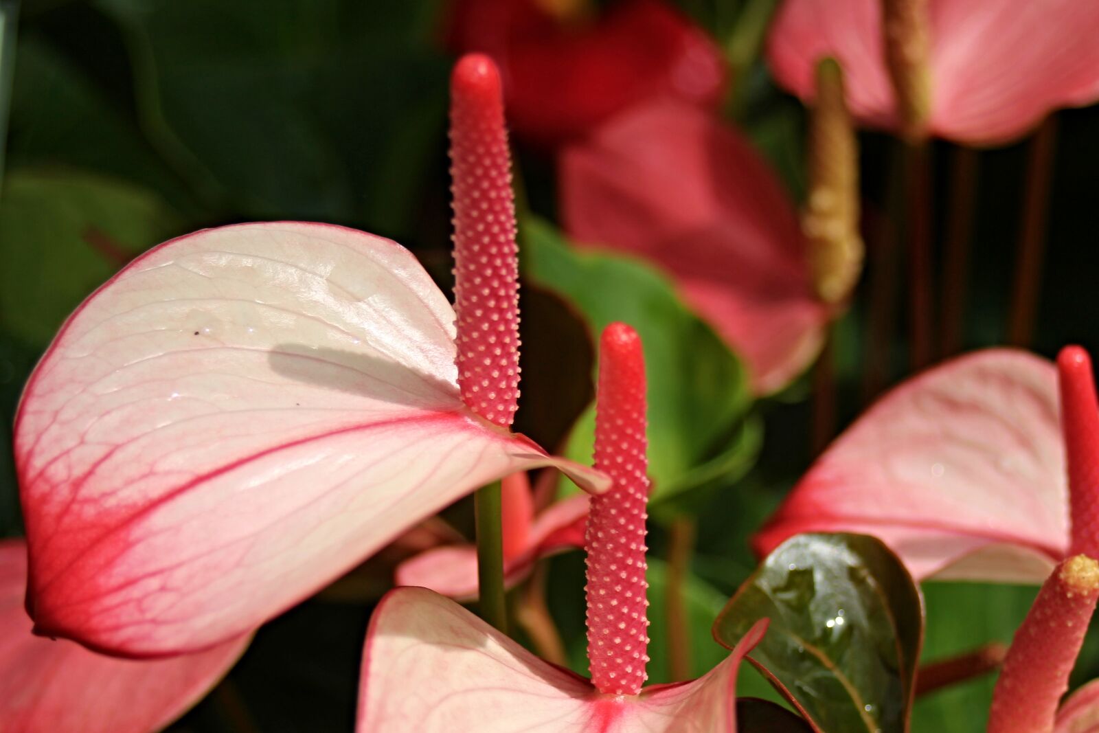 Canon EOS 1100D (EOS Rebel T3 / EOS Kiss X50) + Canon EF 28-80mm f/3.5-5.6 sample photo. Flamingo flower, anthurium andraeanum photography