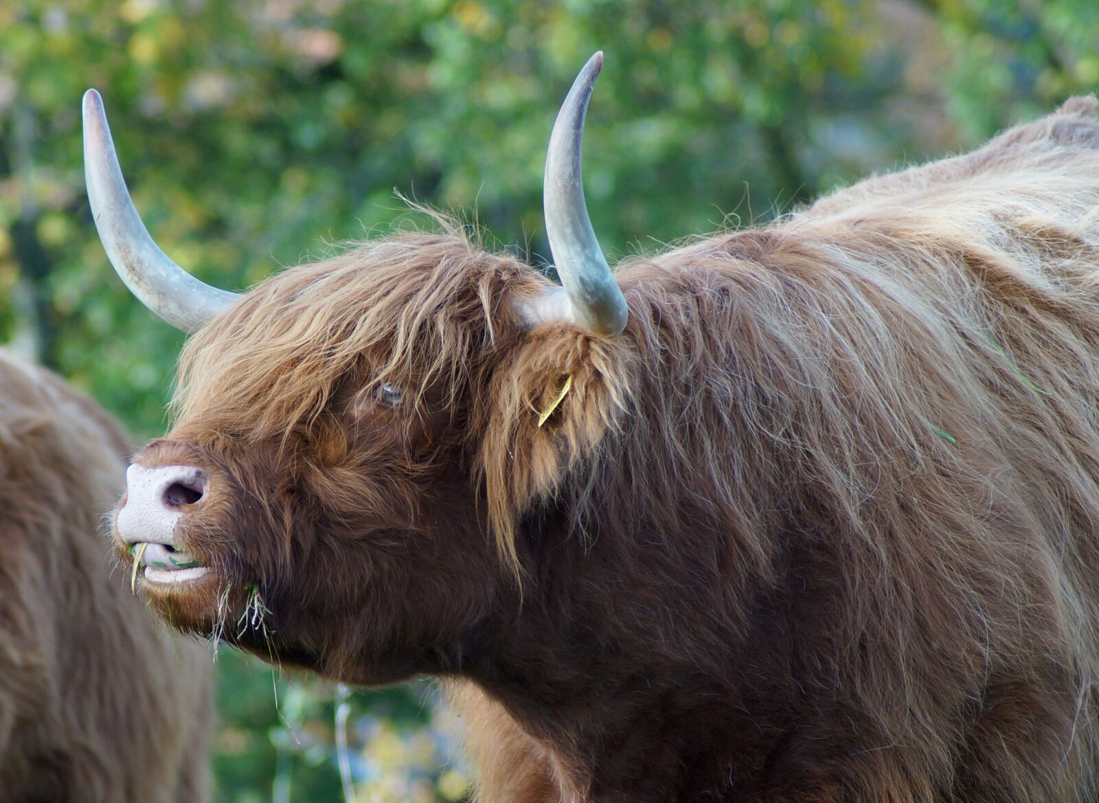 Sony SLT-A57 sample photo. Beef, highland, bull photography