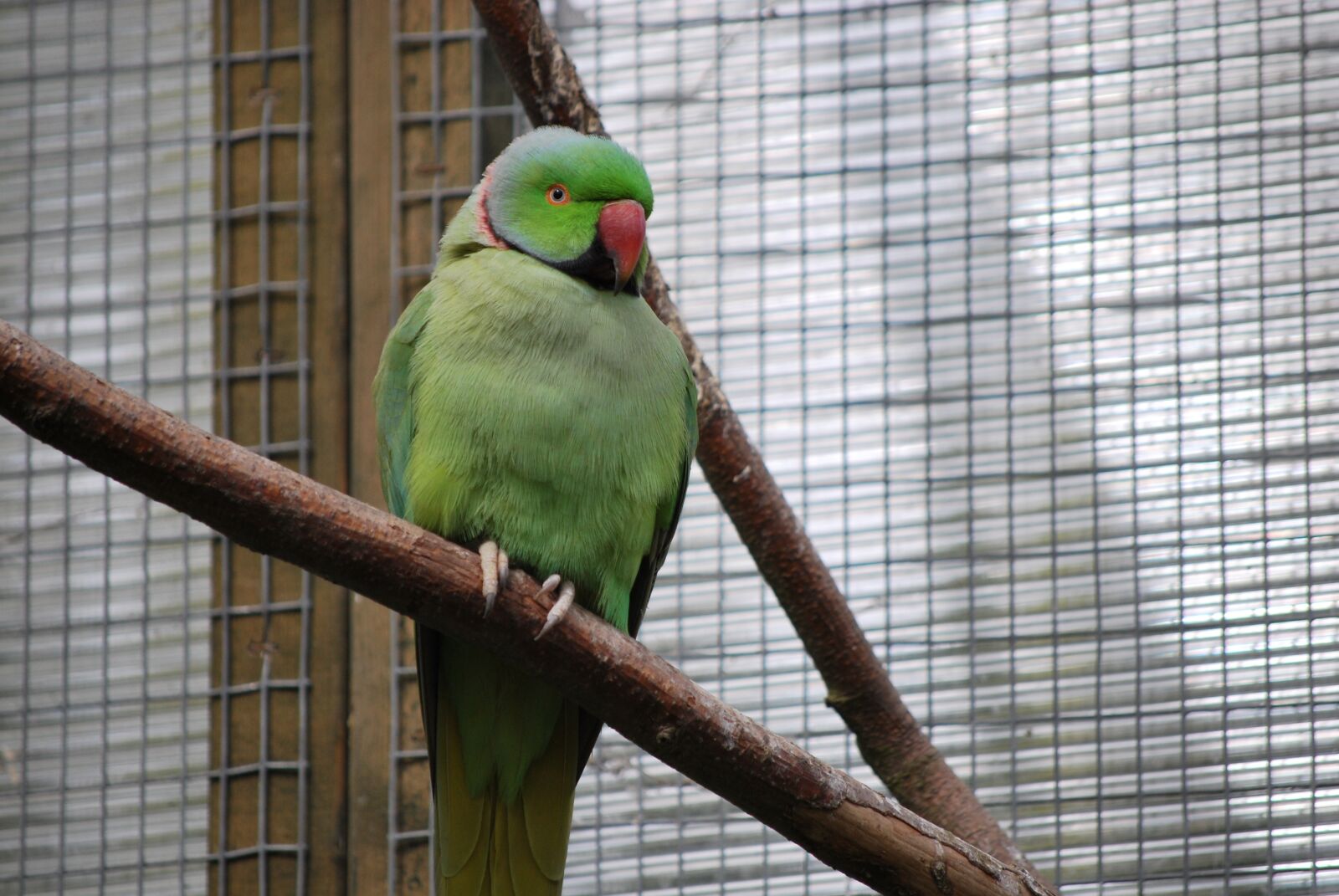 Nikon D60 sample photo. Bird, feather, nature photography