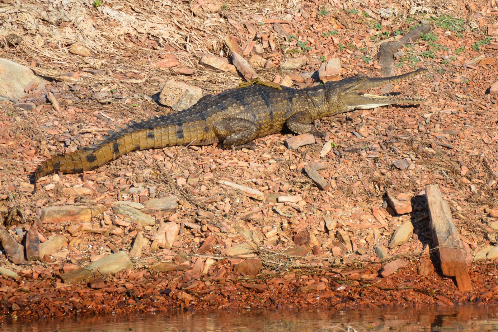 Nikon D5100 sample photo. Freshwater crocodile, crocodile, freshie photography