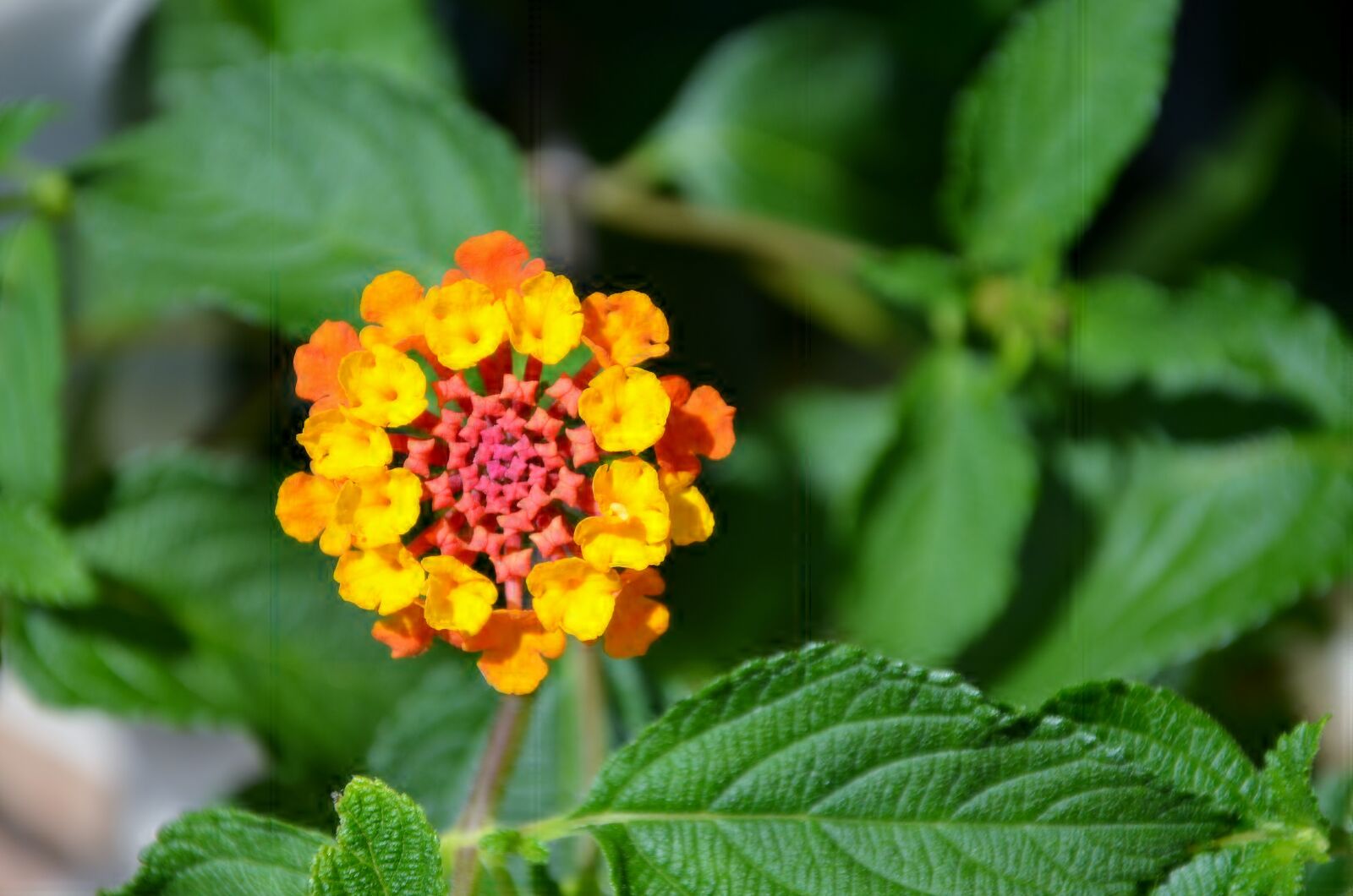 Nikon D7000 sample photo. Flower, blossom, plant photography