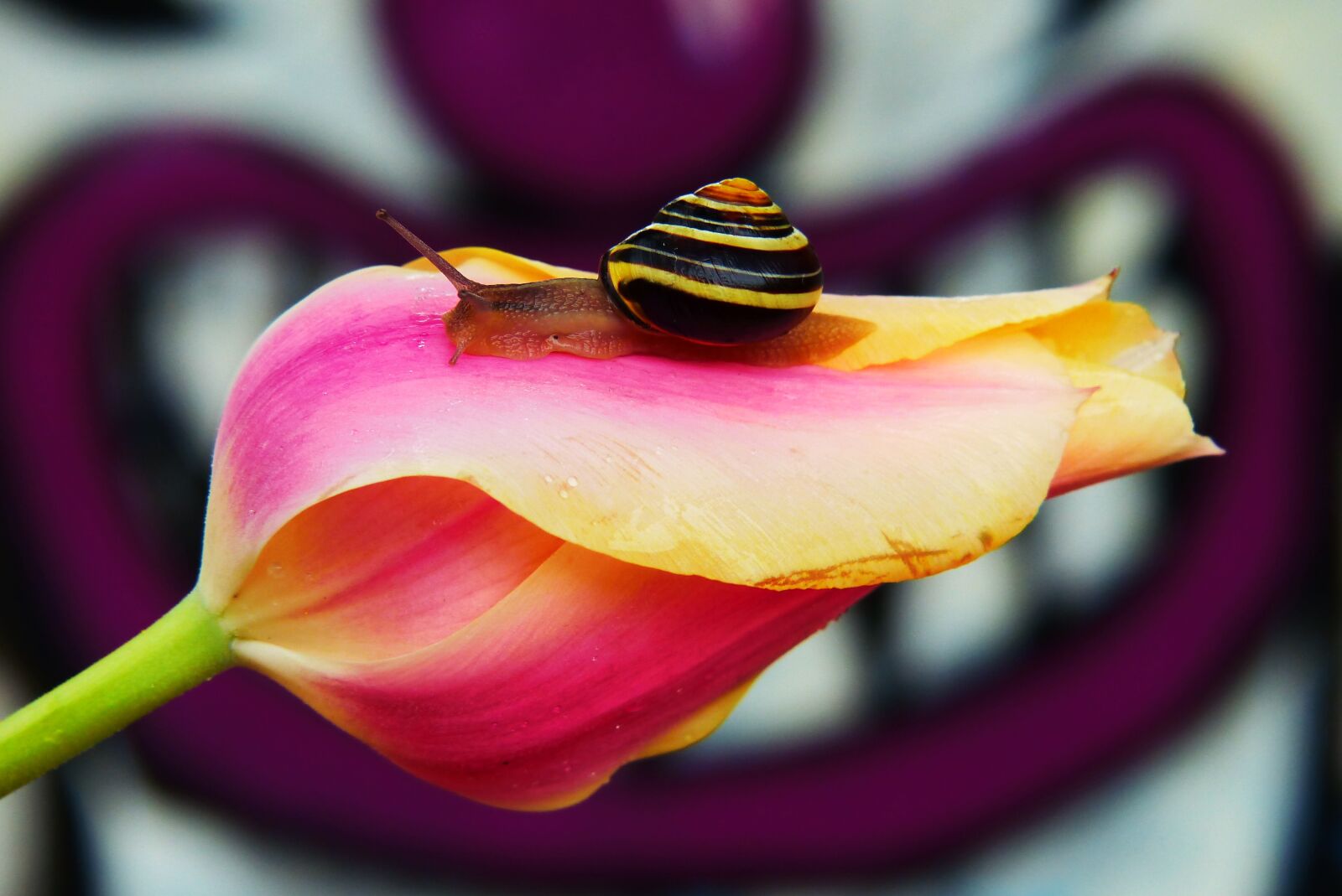Panasonic Lumix DMC-FZ200 sample photo. Wst yk huntsman, molluscum photography