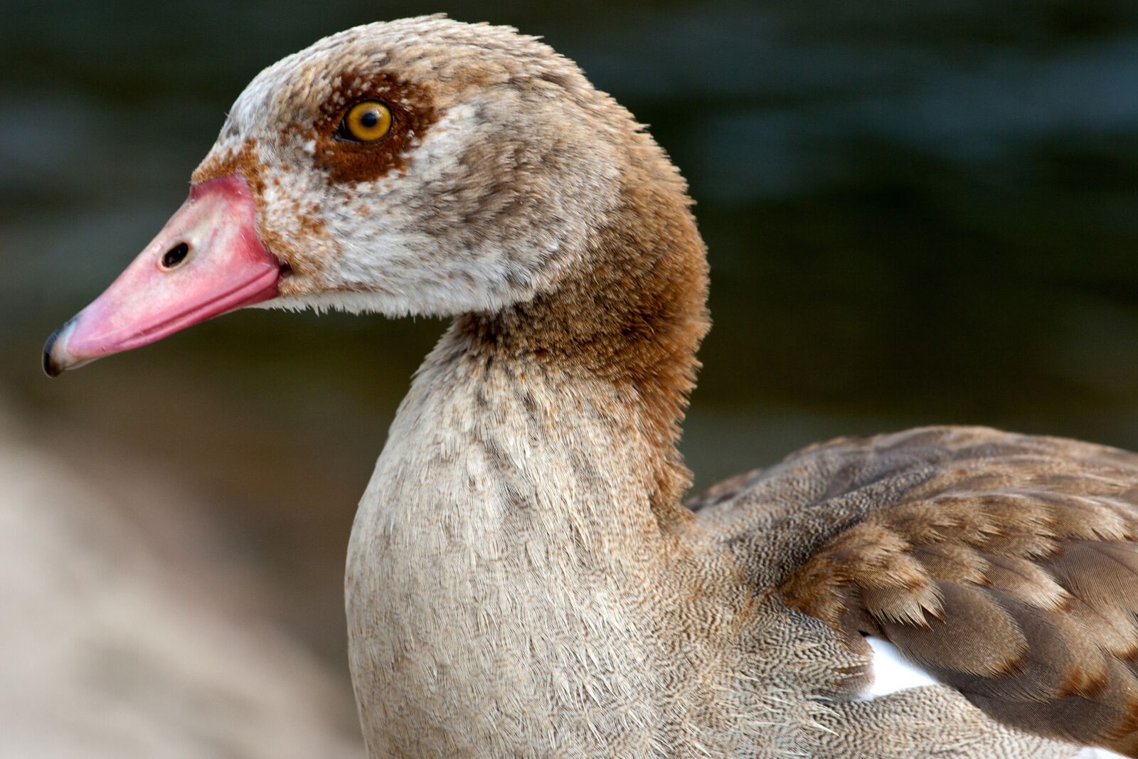 Canon EOS 400D (EOS Digital Rebel XTi / EOS Kiss Digital X) sample photo. Wild, nilgans, widgans photography