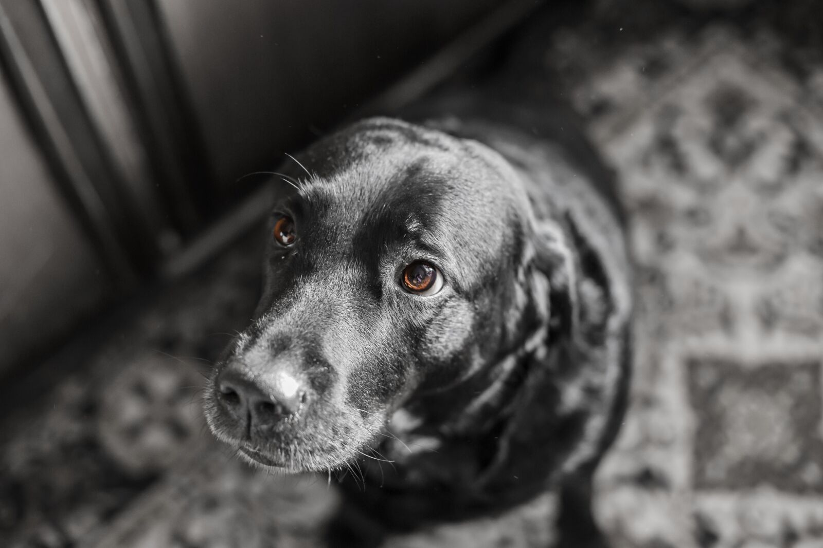 Canon EOS 6D + Canon EF 50mm F1.4 USM sample photo. Dog, animals, portrait photography