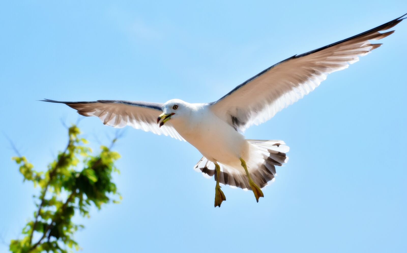 Nikon D5300 sample photo. Daebudo, seagull, zoom shot photography
