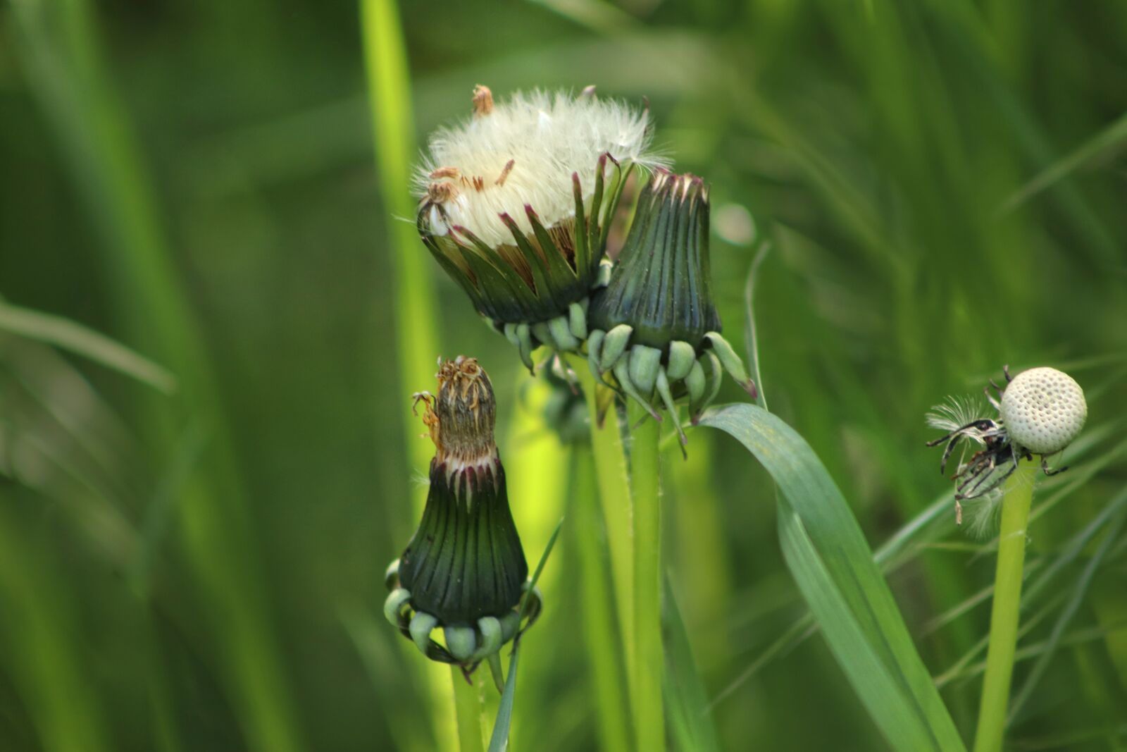 Canon EOS 77D (EOS 9000D / EOS 770D) sample photo. Dandelion, faded, pointed flower photography
