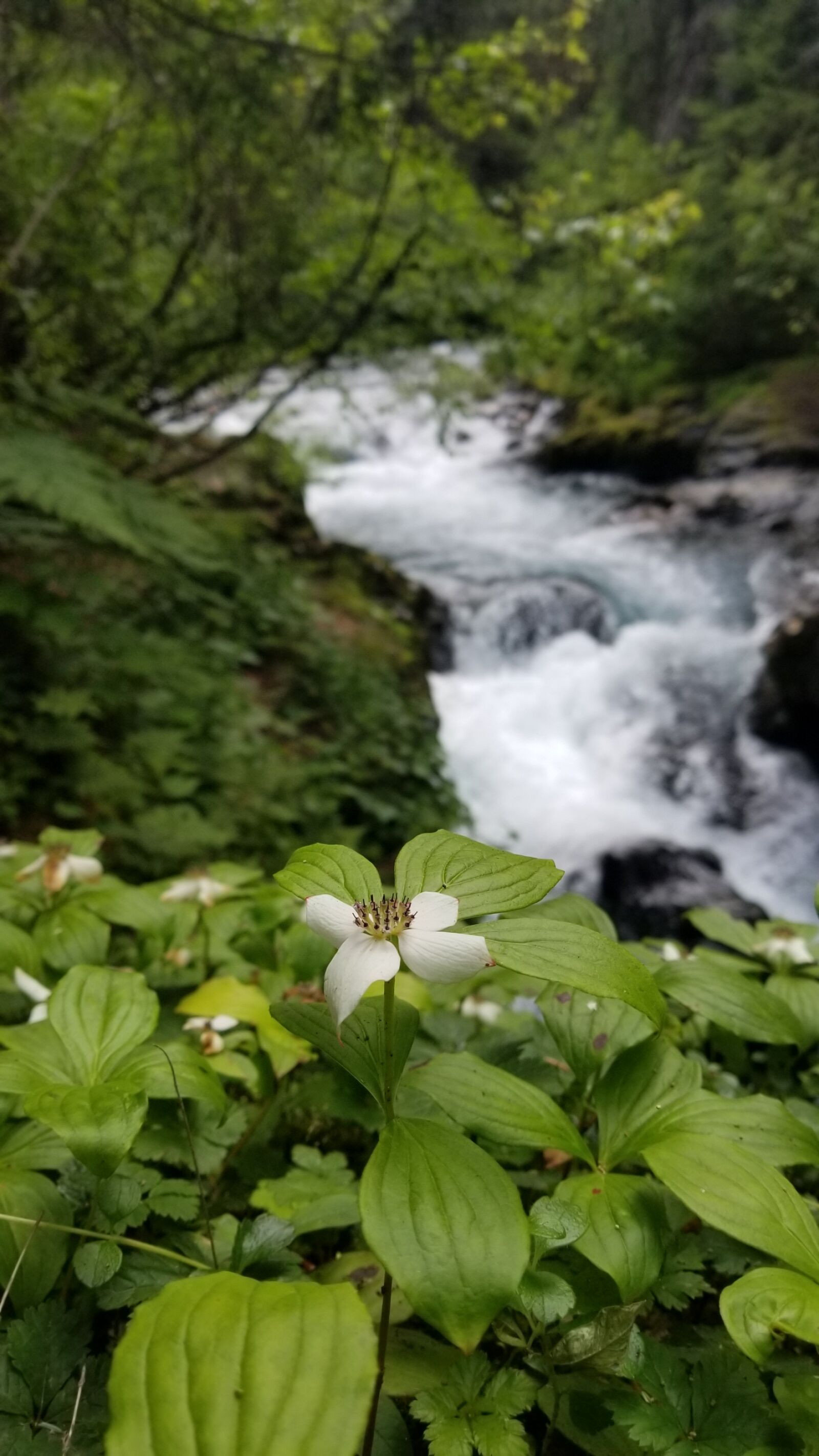 Samsung Galaxy S8 sample photo. Alaska, beautiful, flowers, flowers photography