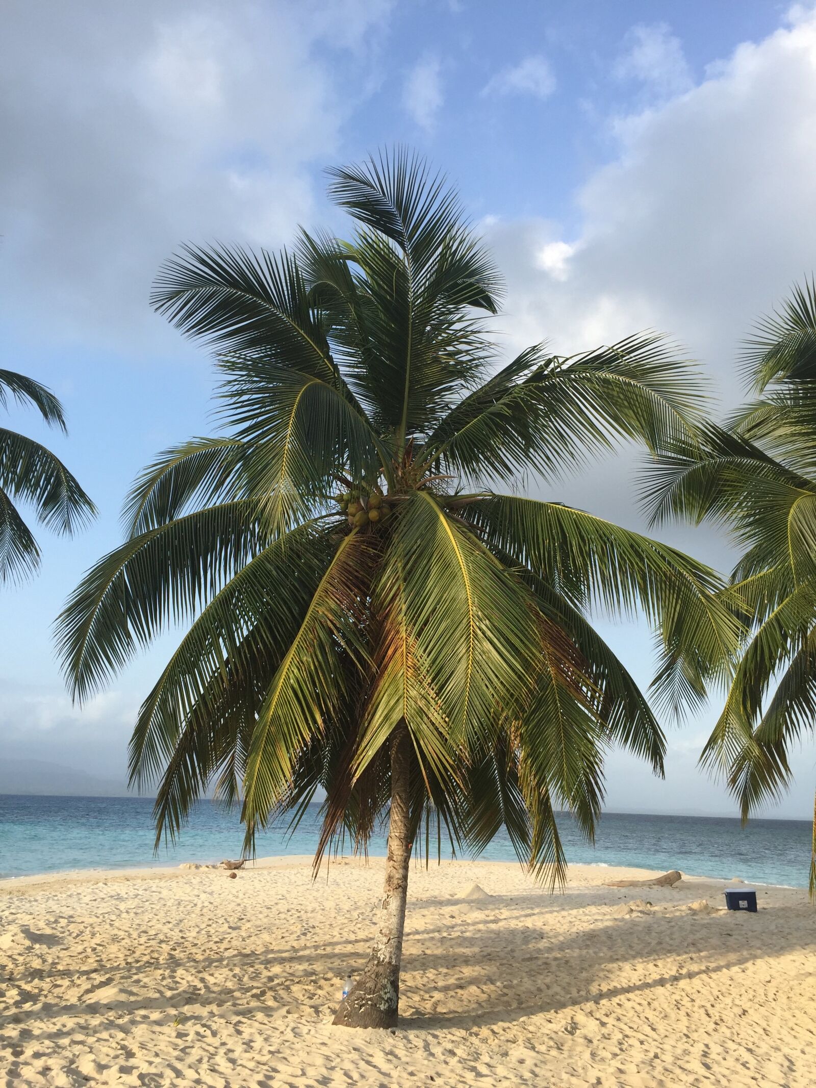 Apple iPhone 6 sample photo. Caribbean, beach, palm photography