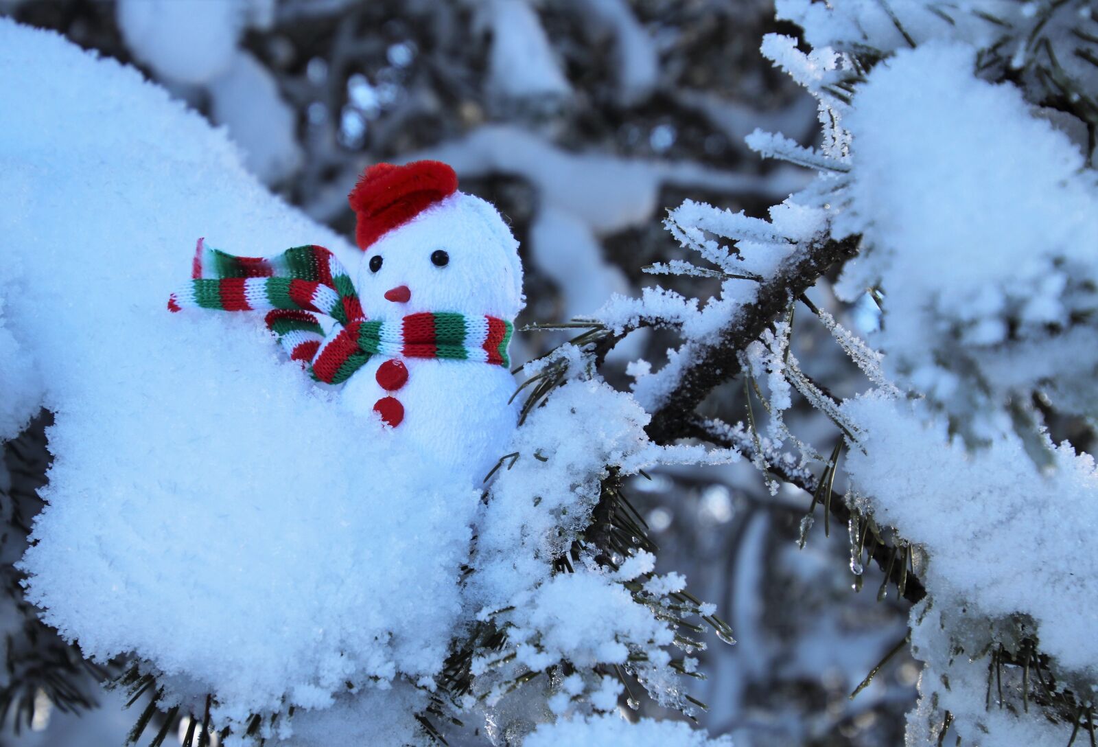 Canon EOS 80D sample photo. Snow, frost, scarf photography