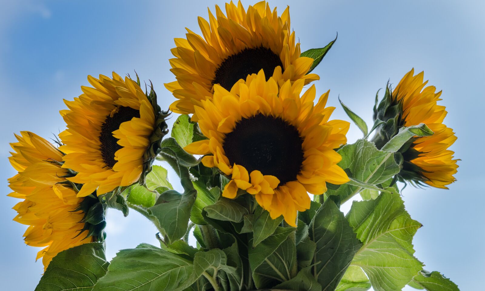 Sony ILCA-77M2 + Sony DT 50mm F1.8 SAM sample photo. Sunflowers, season, autumn photography