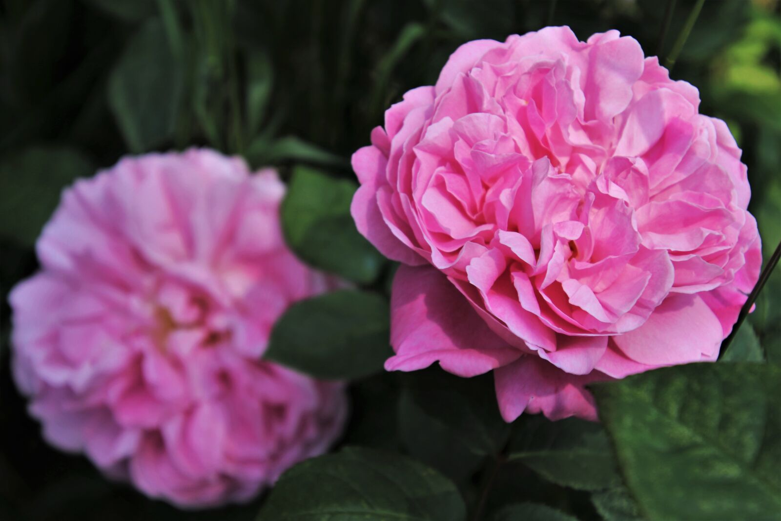 Canon EOS 80D sample photo. The petals, pink, roses photography